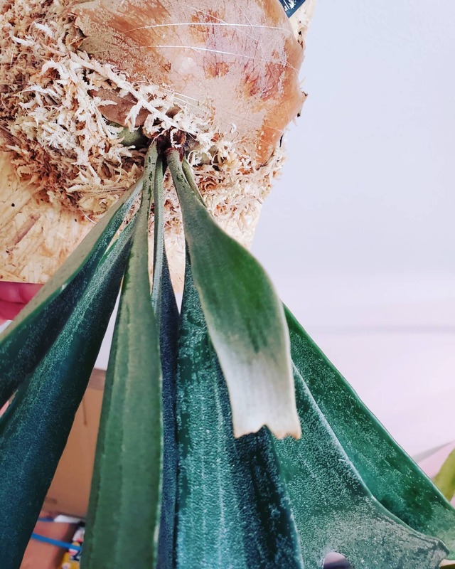 P.Hillii Hula Hands #1【artPLANTs】ビカクシダ/Platycerium