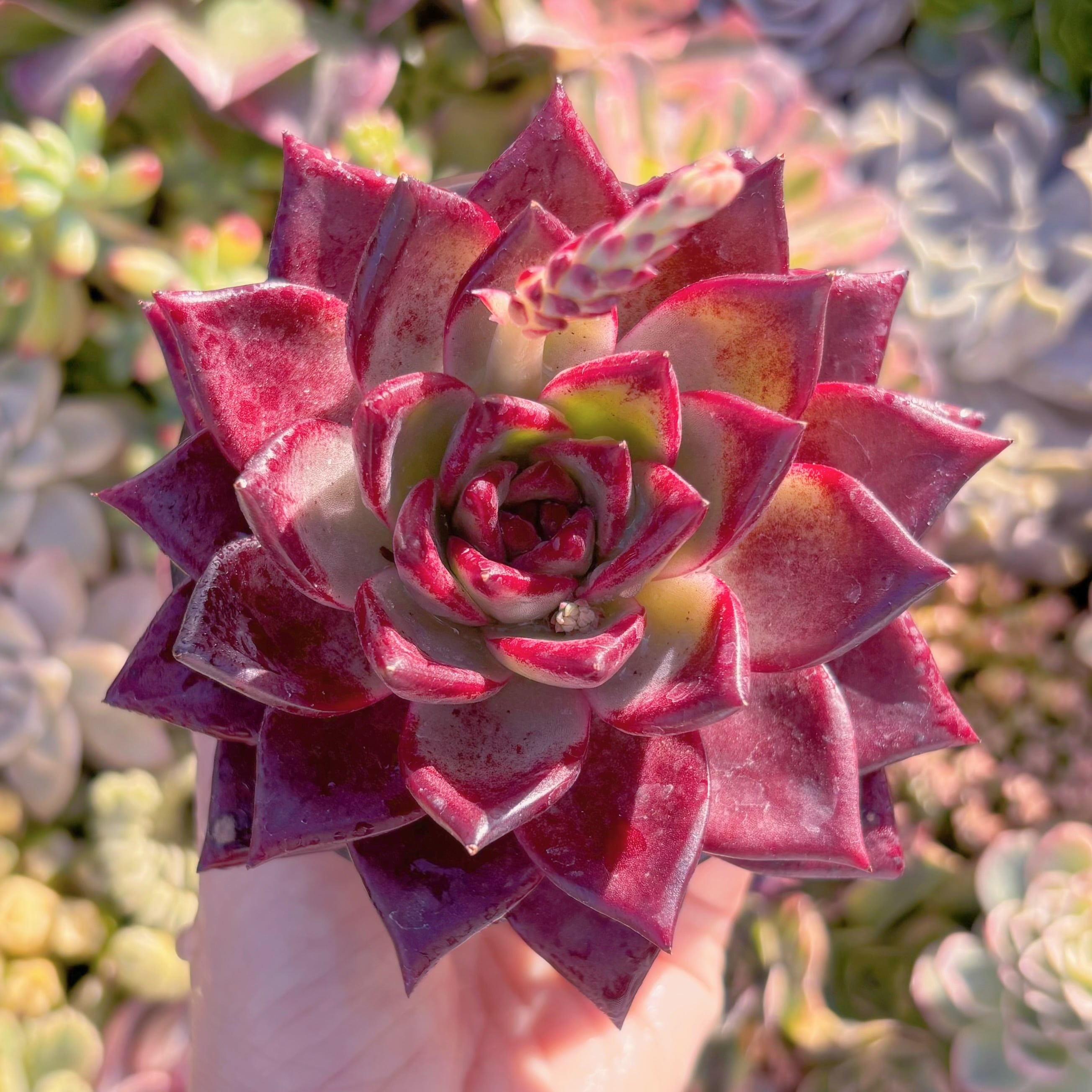 現品　ロメオルビン#M032　超美苗　るる農園