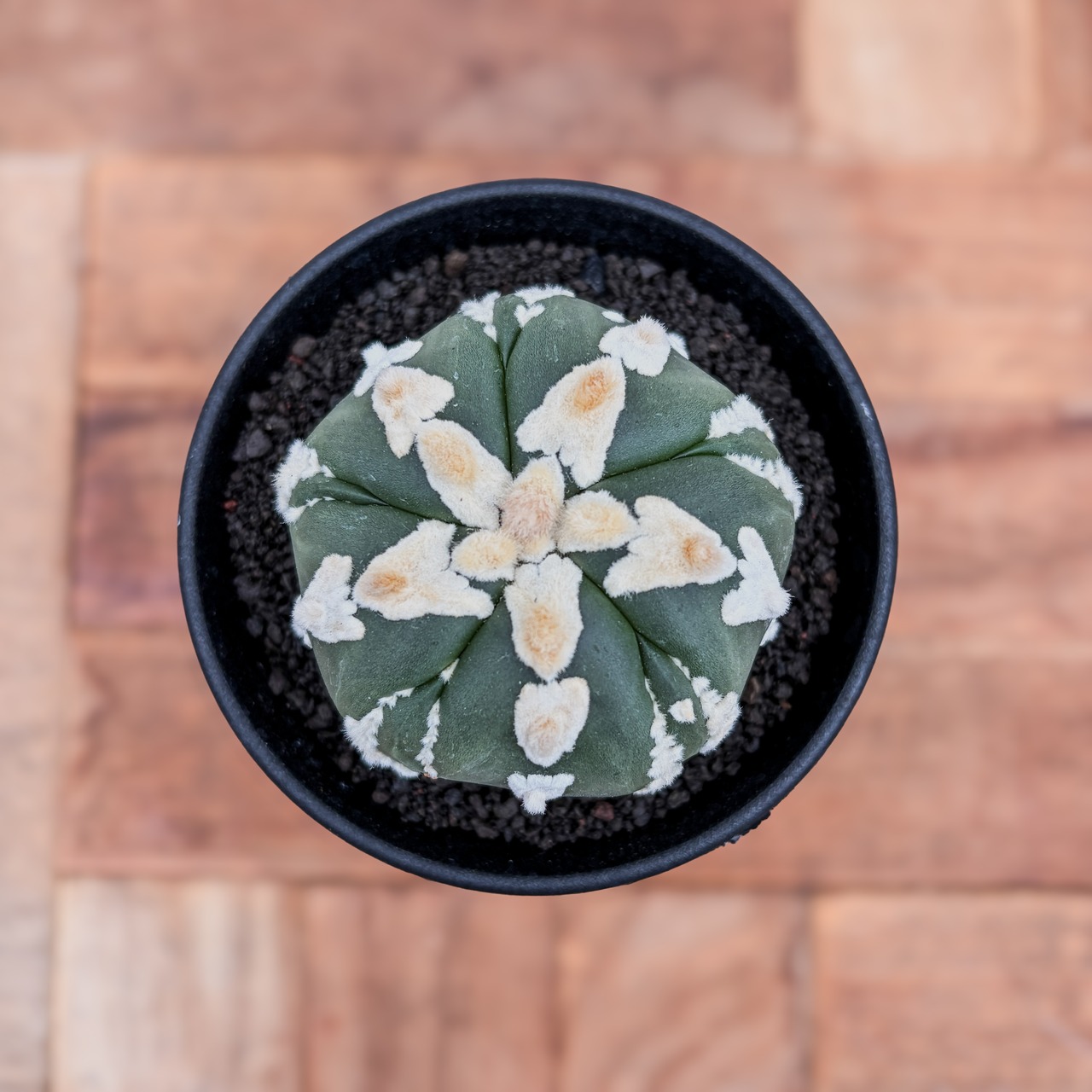 Astrophytum asterias arrow【アストロフィツム・五稜Ｖ字スーパー兜アロー】