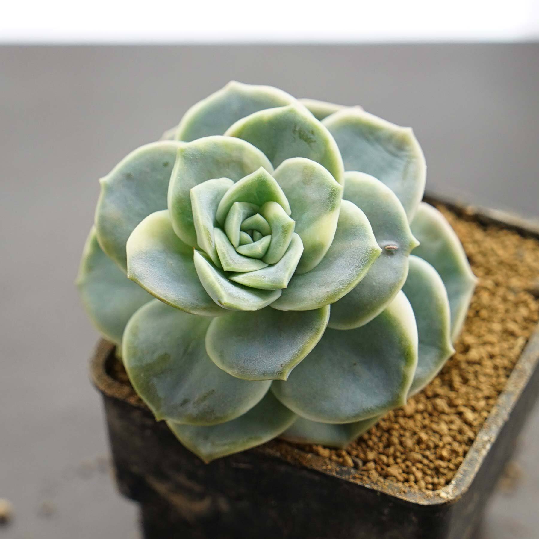 発根済カット苗 ラブリーローズ錦 Echeveria  