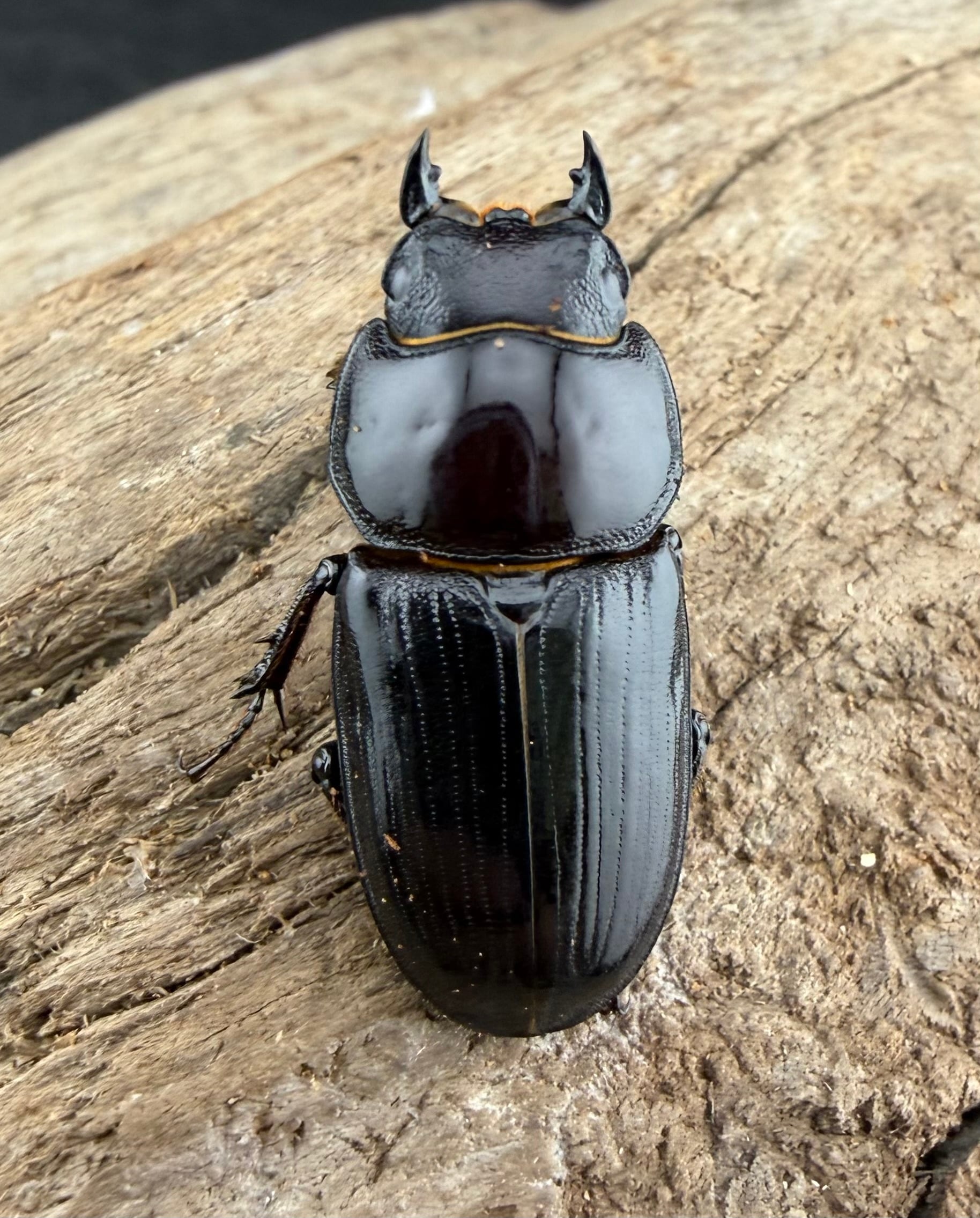 クワガタ　値下げOK‼︎ スキットオオクワガタ 31mm ペア》 | KPW公式オンラインショップ