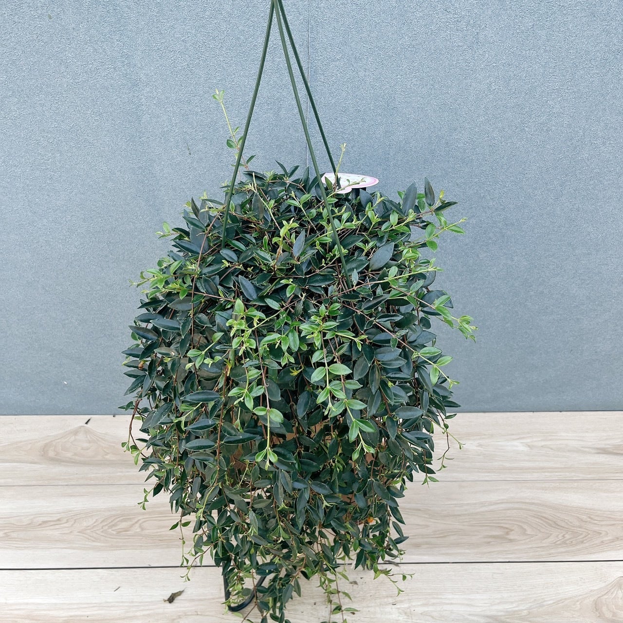 現品］80番 コドナンテ クラシフォリア 5号 観葉植物 吊り鉢