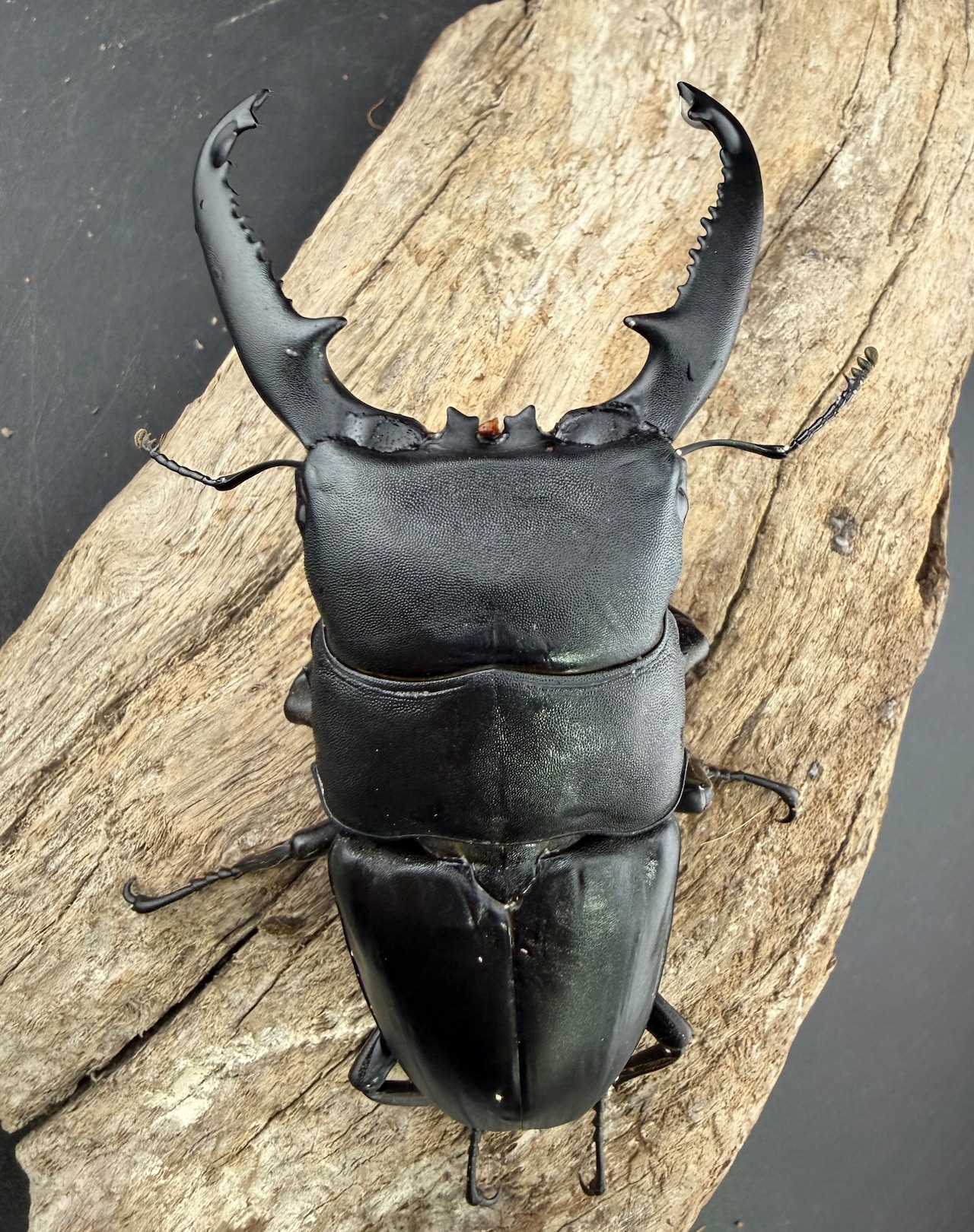 【WD】《パラワンオオヒラタ ガントン産 98mm ペア》