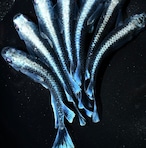 【現物】幻想　MLサイズ　3ペア+1