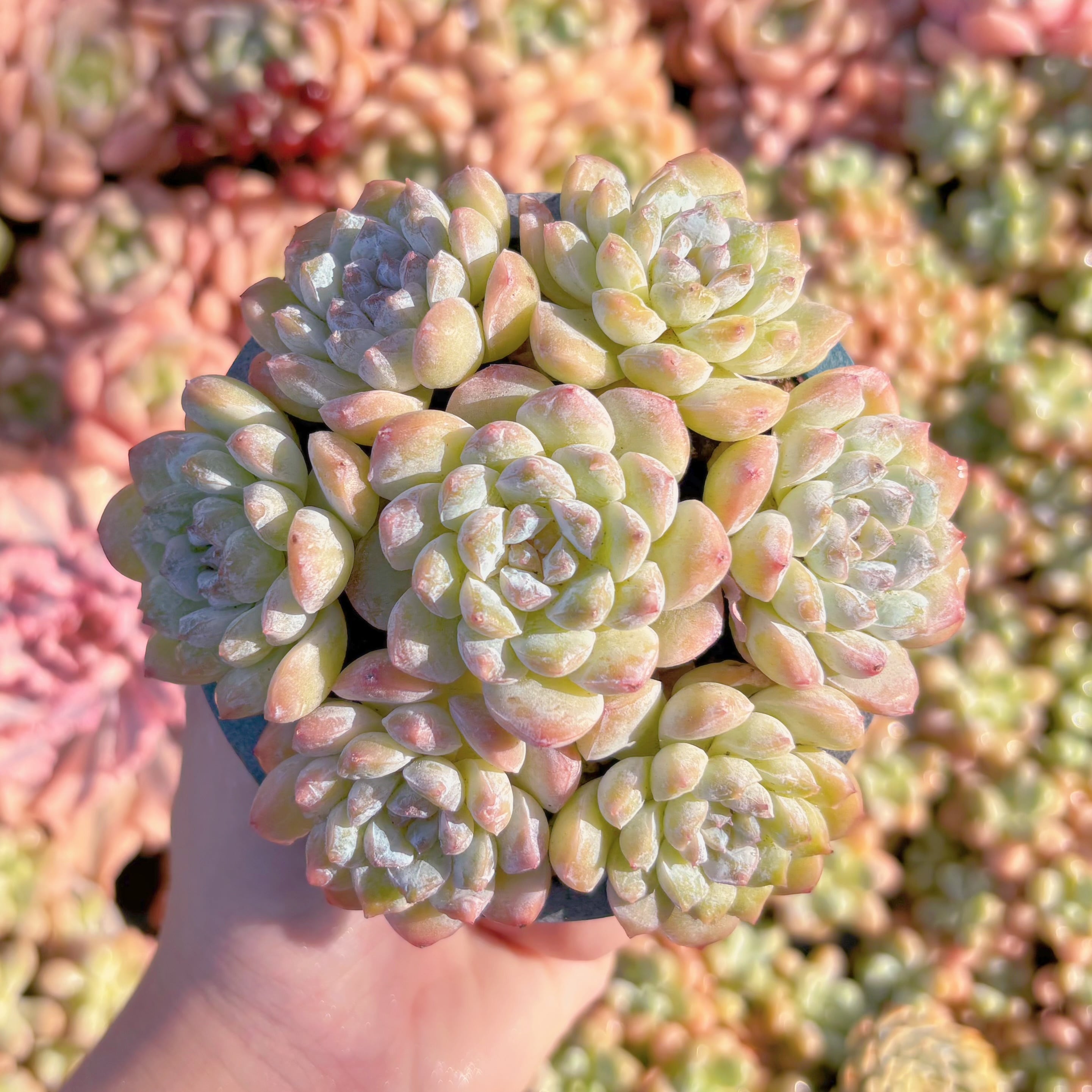 多肉植物　糖霜(7苗)　新入荷　るる農園