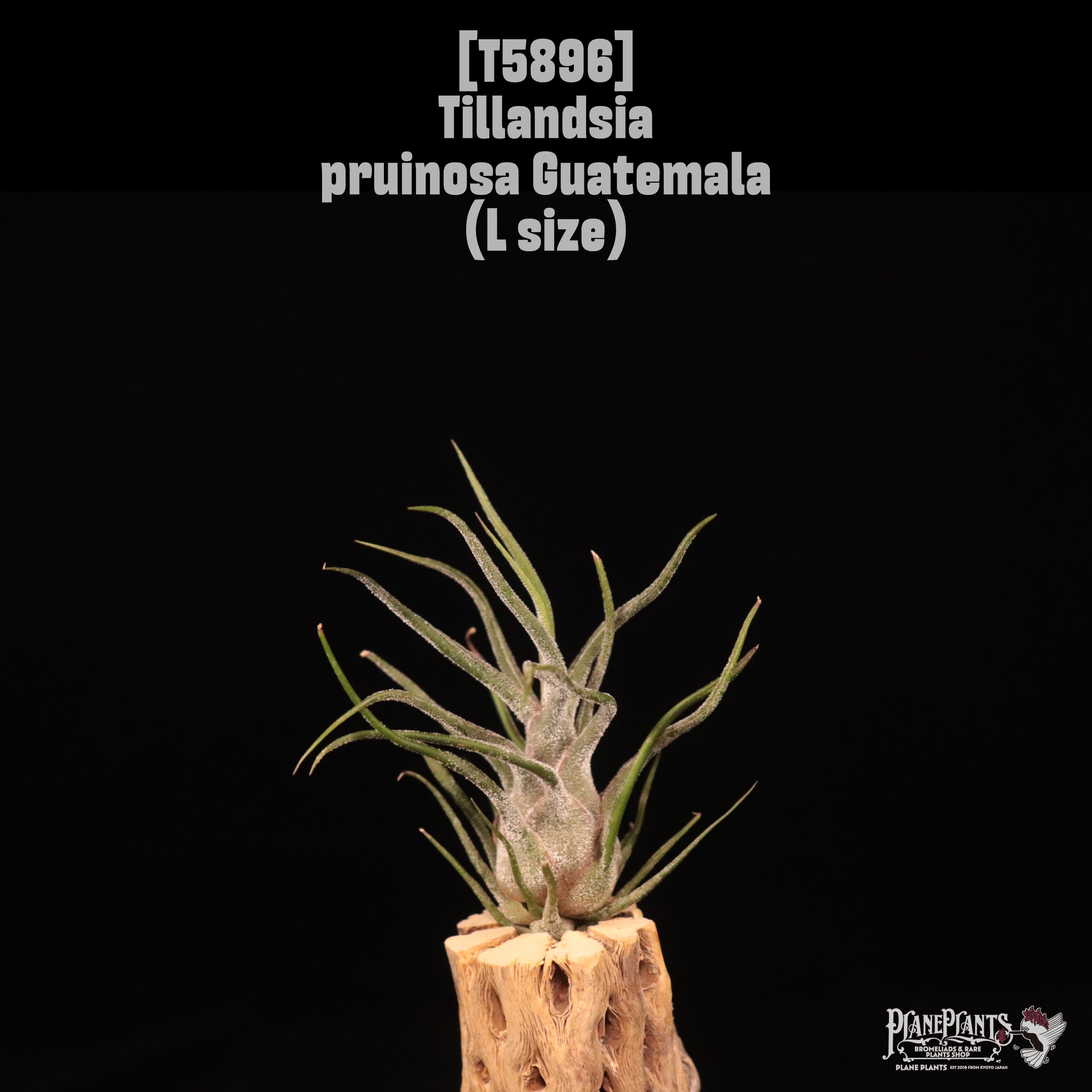 Tillandsia pruinosa Guatemala L〔ティランジア〕T5896