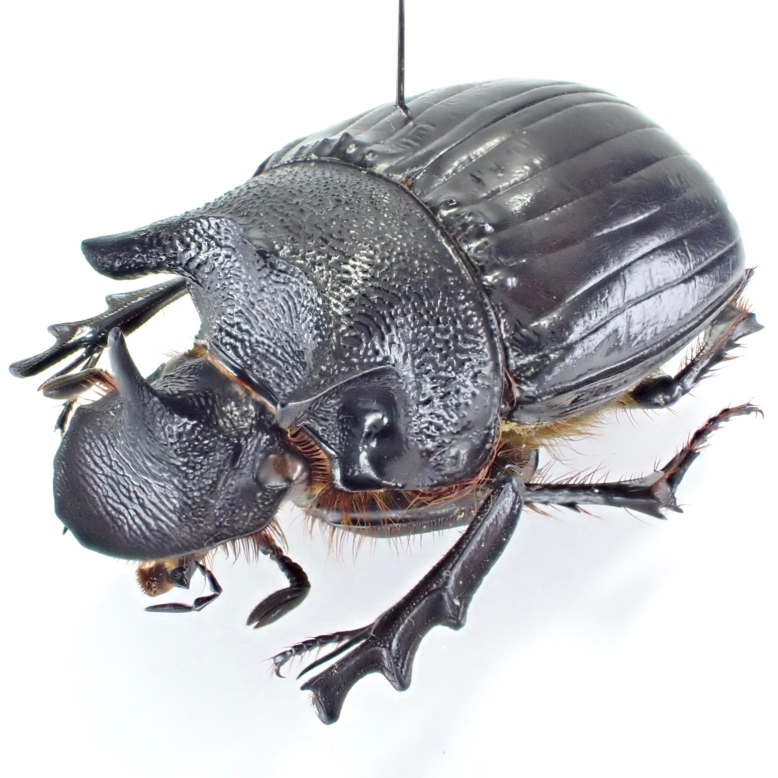 札幌発】ダイコクコガネ&ゴホンダイコクコガネ 昆虫標本 no.69