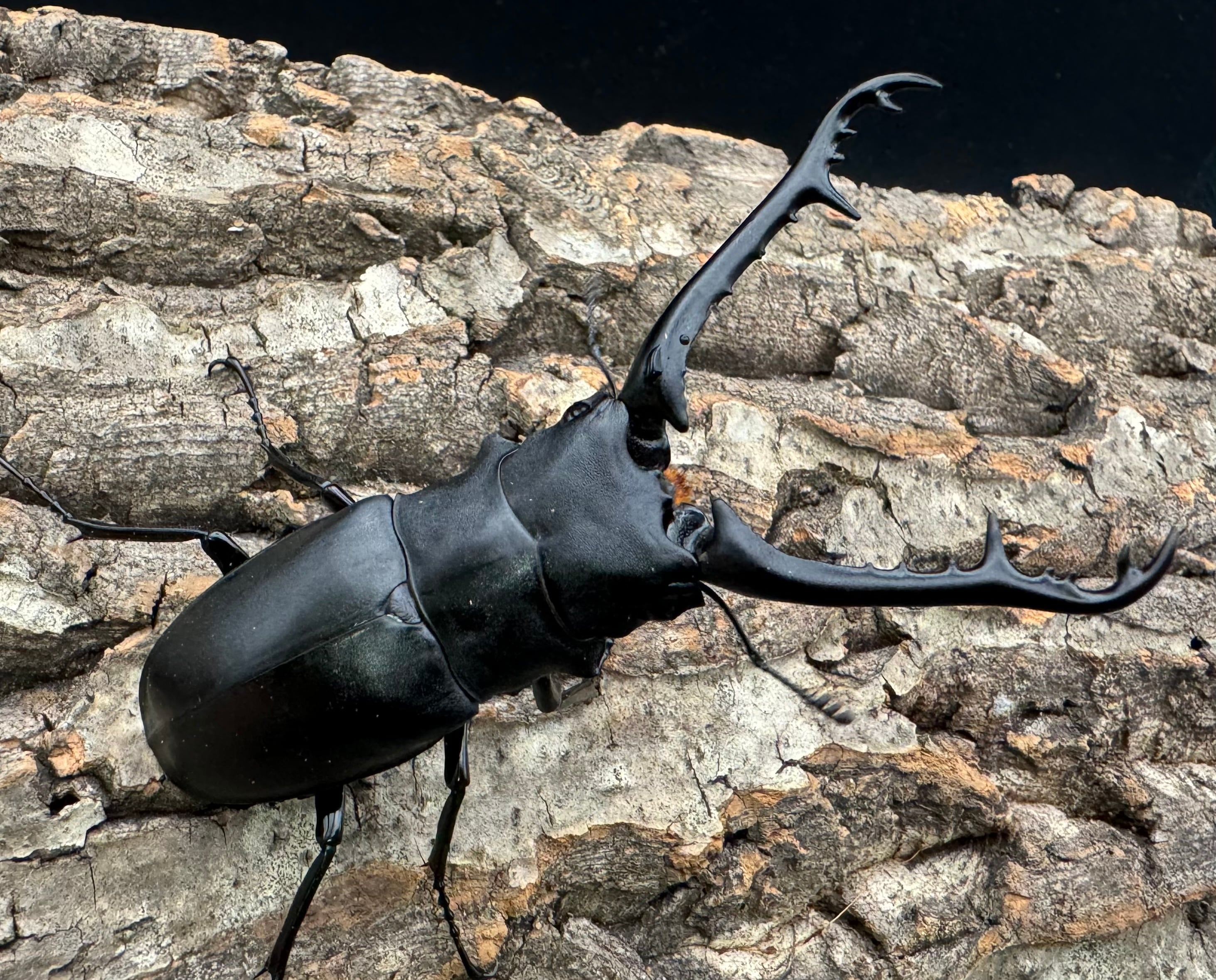 WD】《ギラファノコギリ亜種ケイスケ 90mm ペア》 | KPW公式オンライン