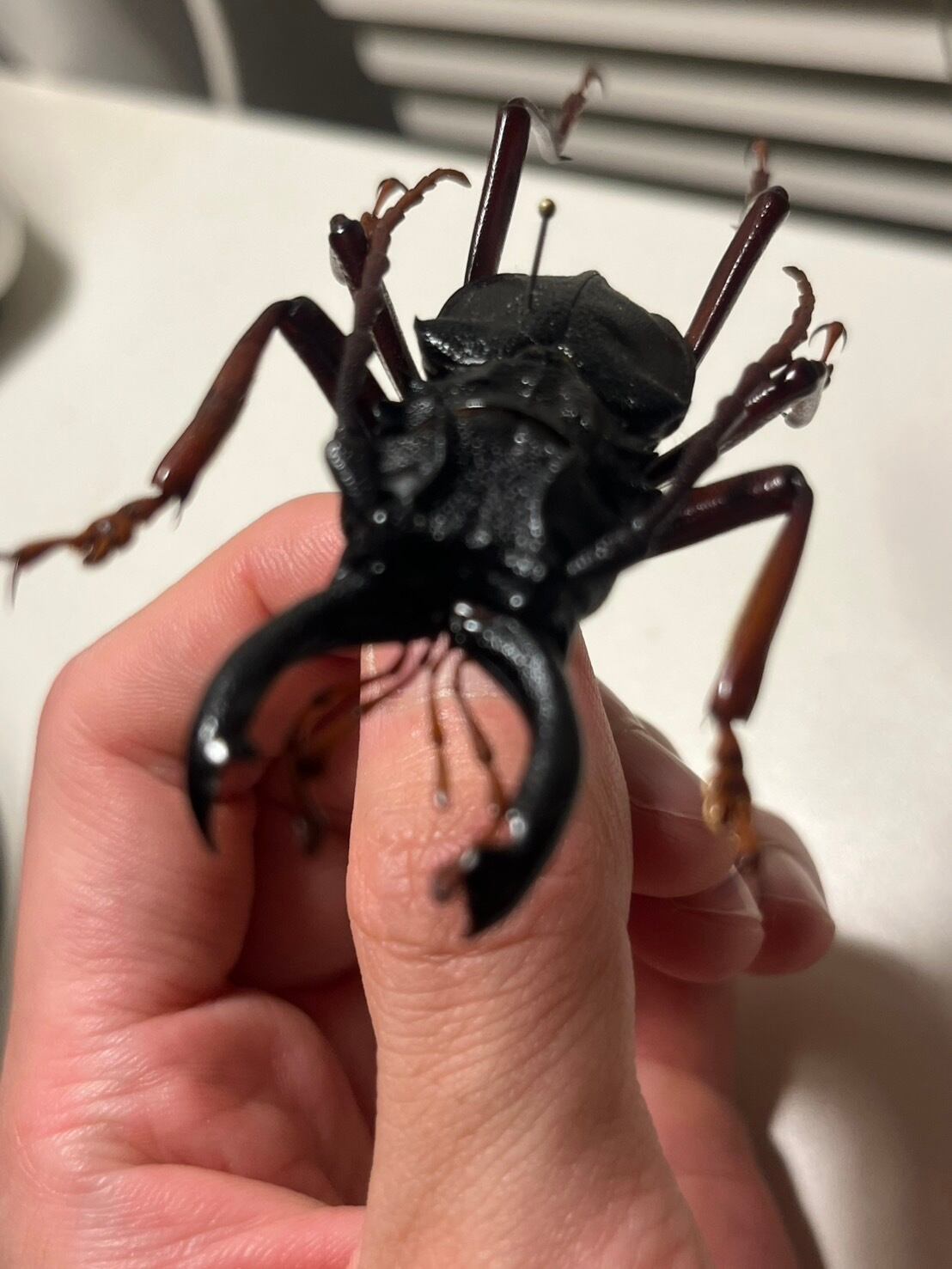 60mm】カシクスオニノコギリカミキリ昆虫標本甲虫ハムシサソリ