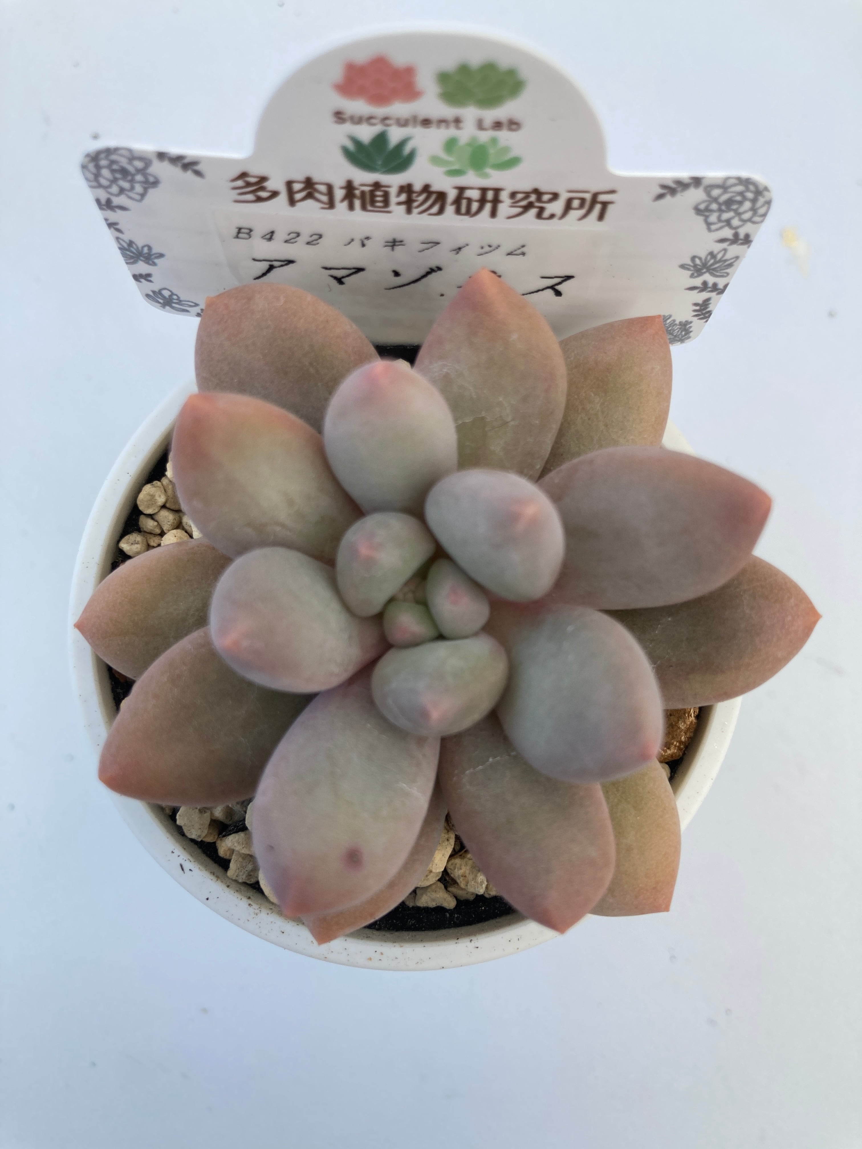 パキフィツム | 多肉植物研究所