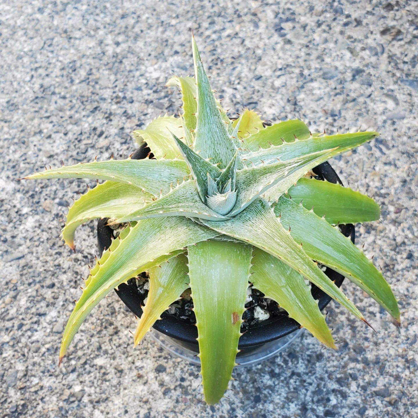 ディッキア Dyckia macedoi hybrid, Bill Baker Dyckia 'Bill Baker'/ディッキア'ビル・ベイカー'1 : 大木ナーサリー