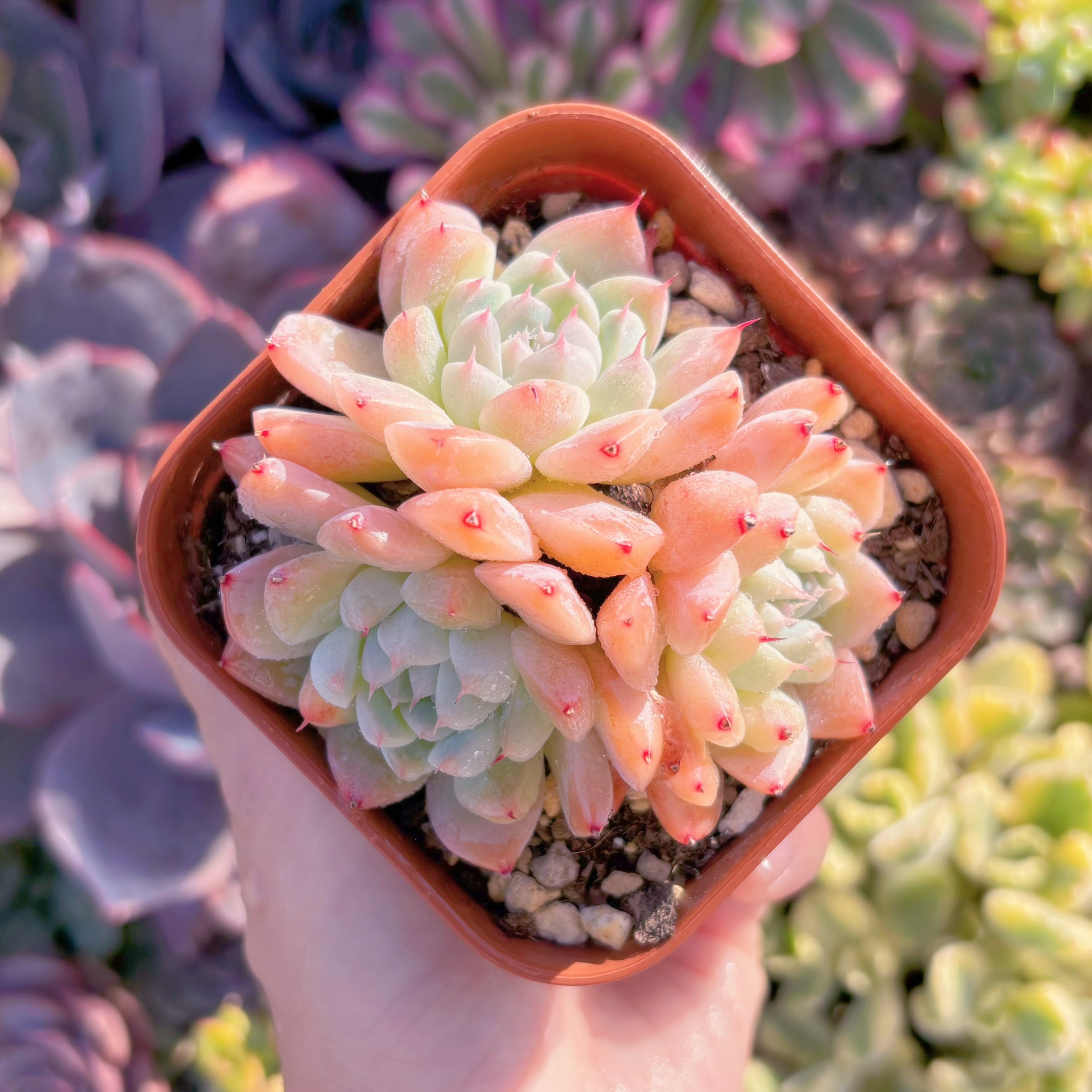 現品　Alba Beauty#M141　群生　るる農園