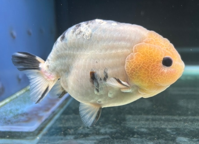 極上!パンダらんちゅう 極上!パンダらんちゅう