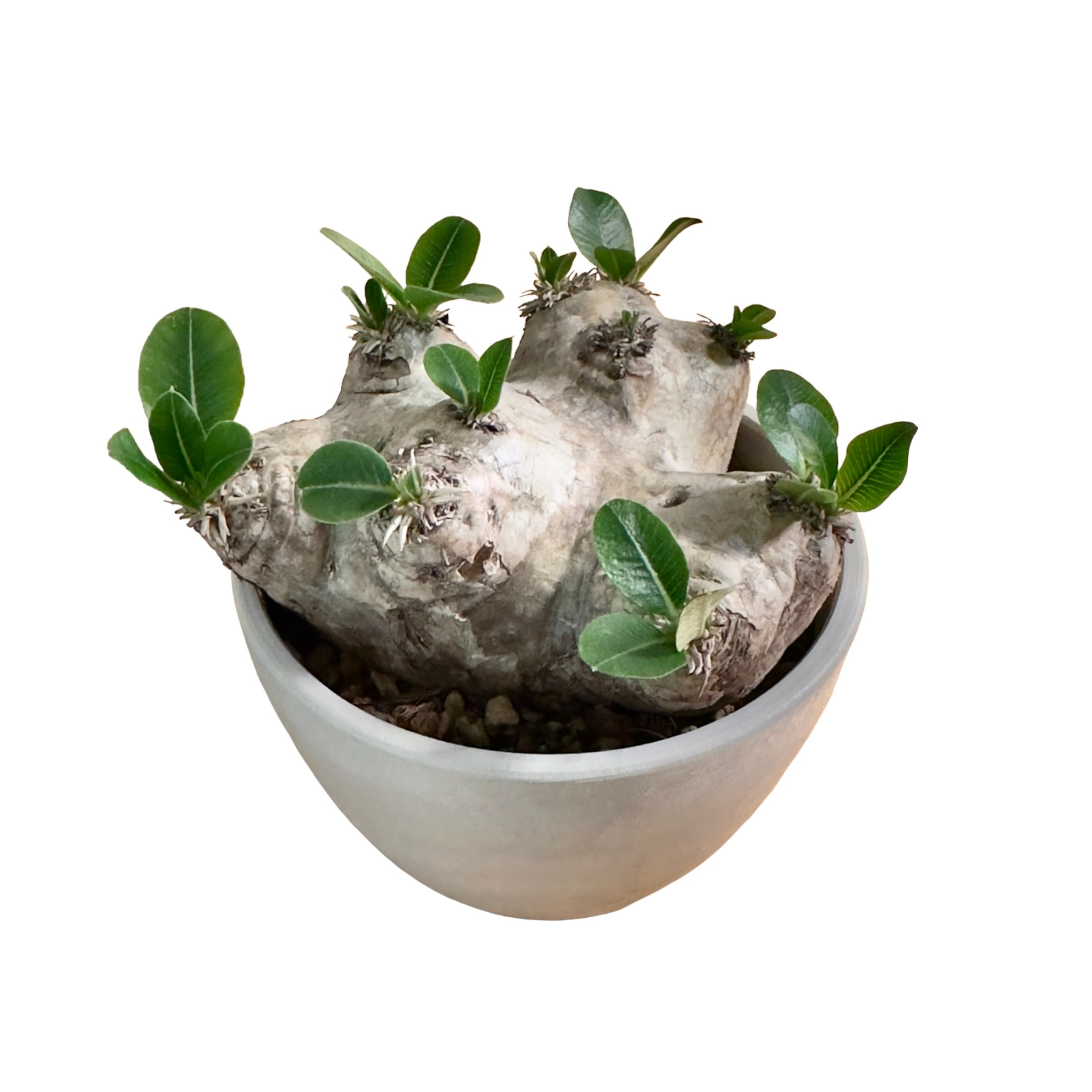 Pachypodium brevicaule パキポディウム ブレビカウレ 恵比寿笑い