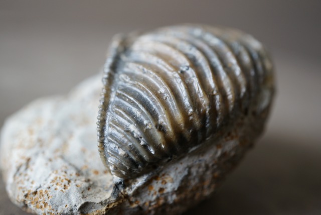 ドイツ産トリゴニア化石 母岩付き Trigonia interlaevigata 1242