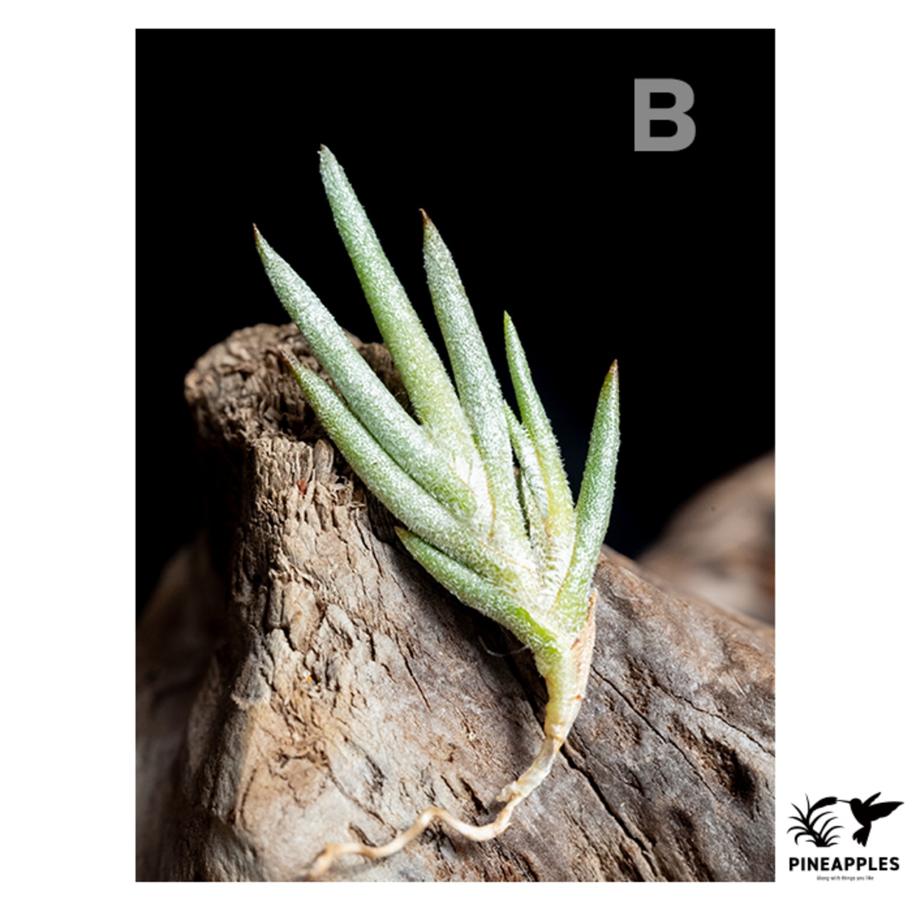 Tillandsia capillaris (Compact Form) White Flower - 4