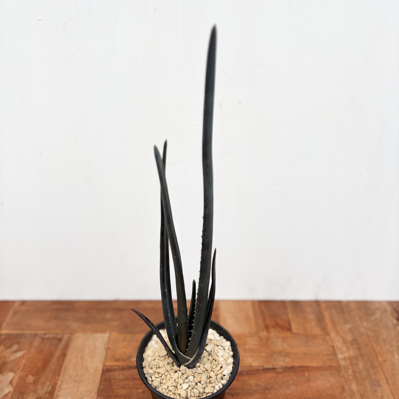 Aloe suzannae【アロエ・スザンナエ】