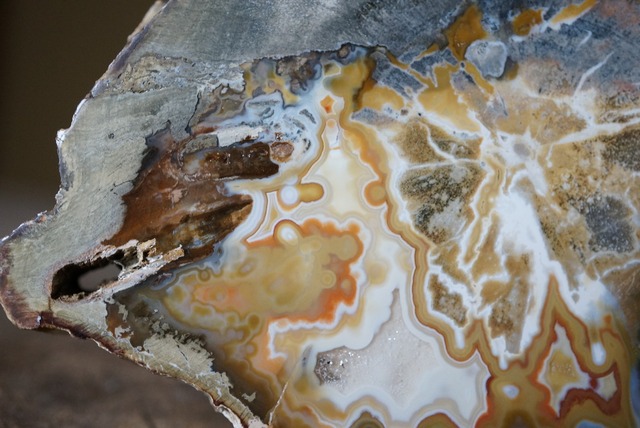 珪化木 Araucarioxylon 28