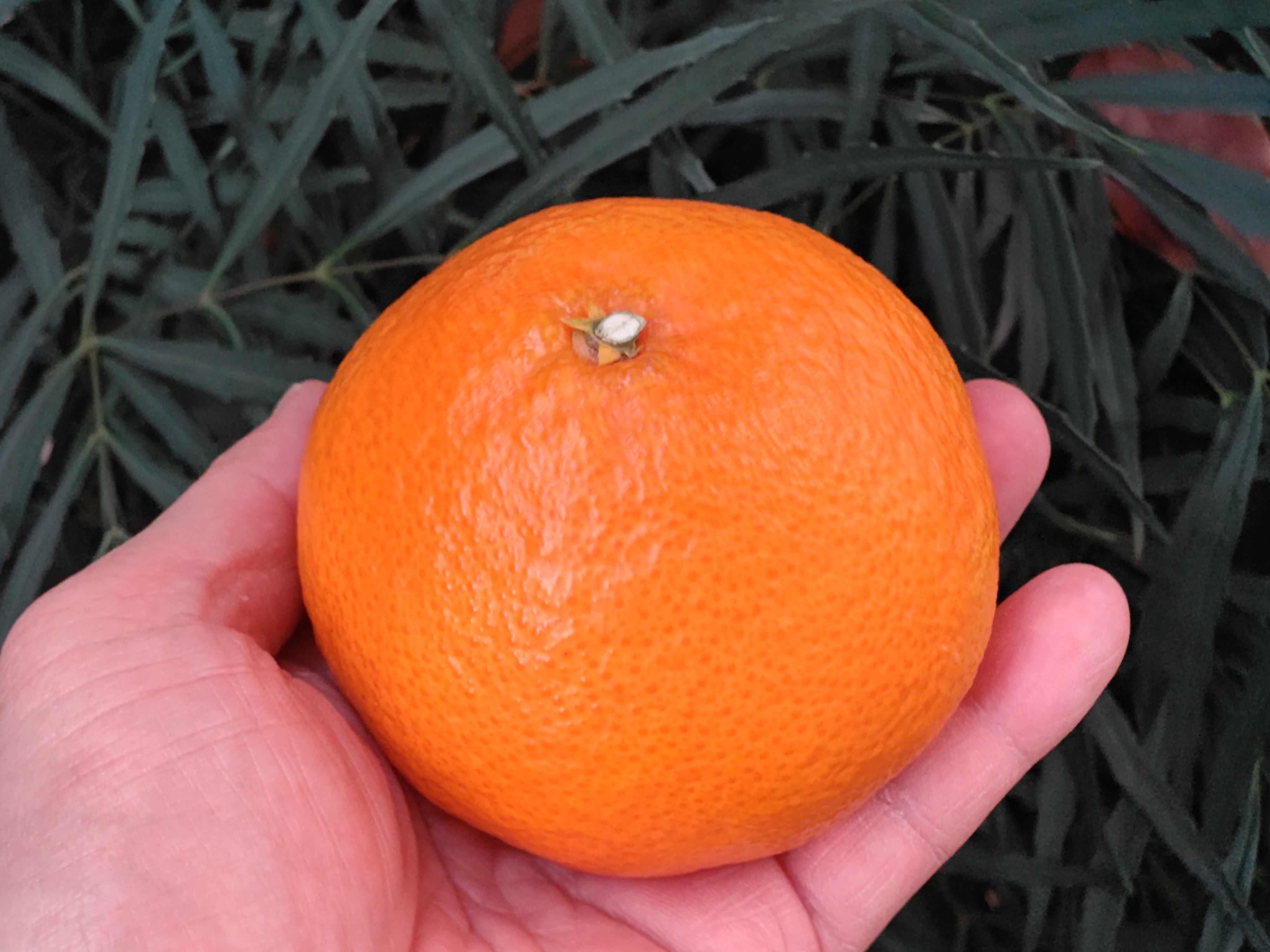 最新品種【期間数量限定】松本農園 ベニプリ 8玉／愛媛県中島産 | 八百繋