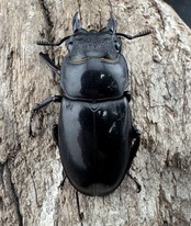 【WD】《リノケロスフタマタ 86mm ペア》