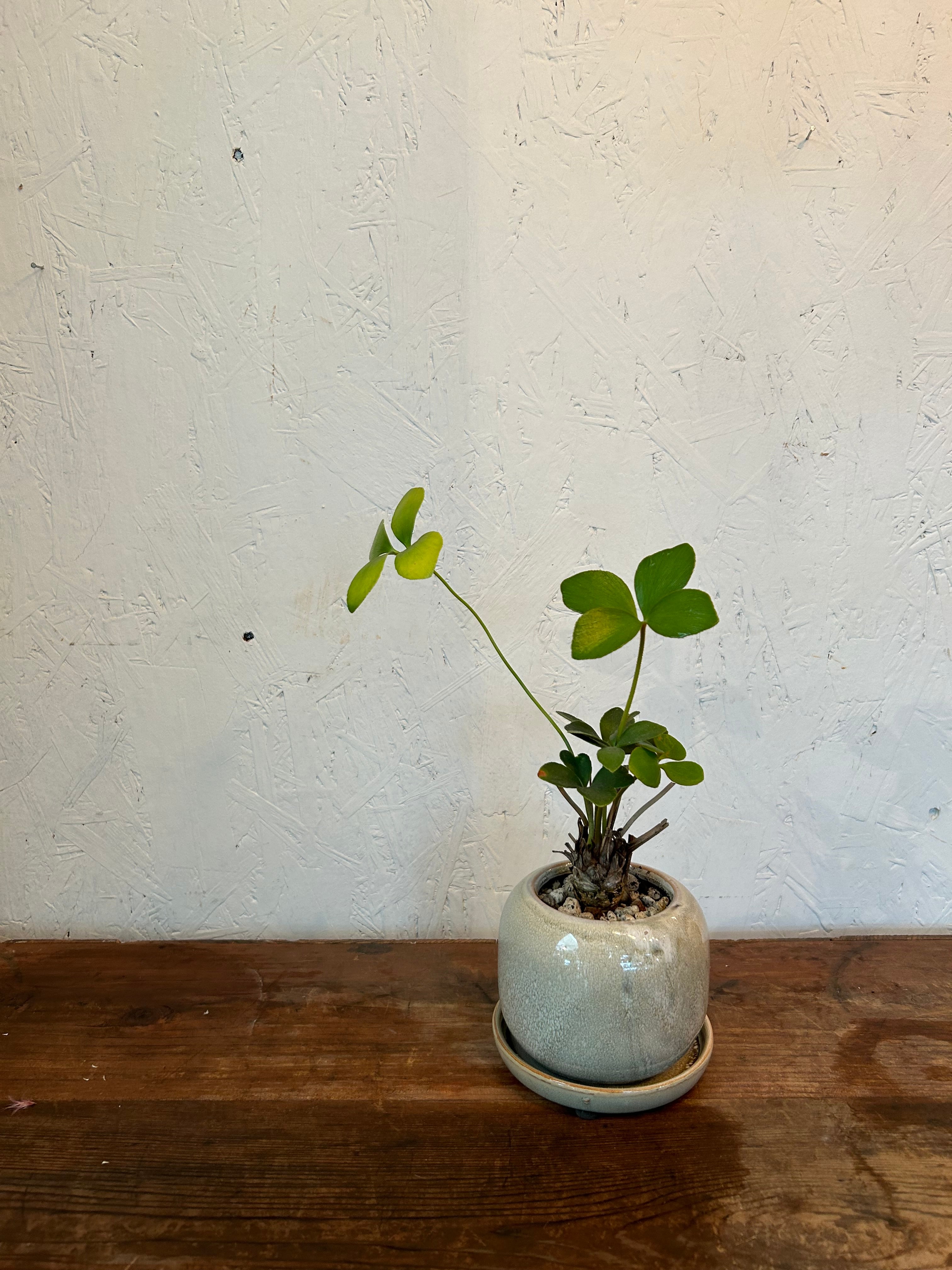 大玉 希少インテリア ザミアプミラ 大玉 希少インテリア ザミアプミラ