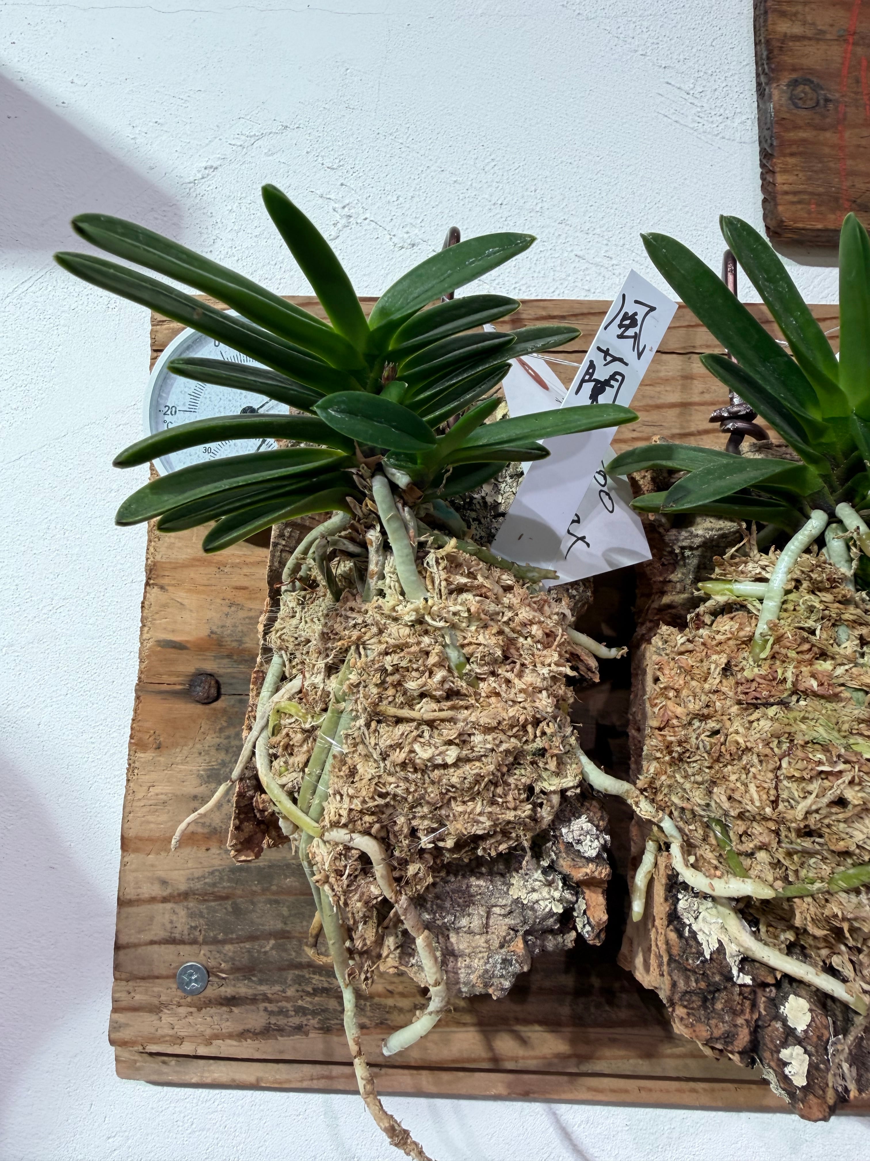 人気のため再入荷！数量限定特別価格【風蘭・富貴蘭】板付け済で飾るの