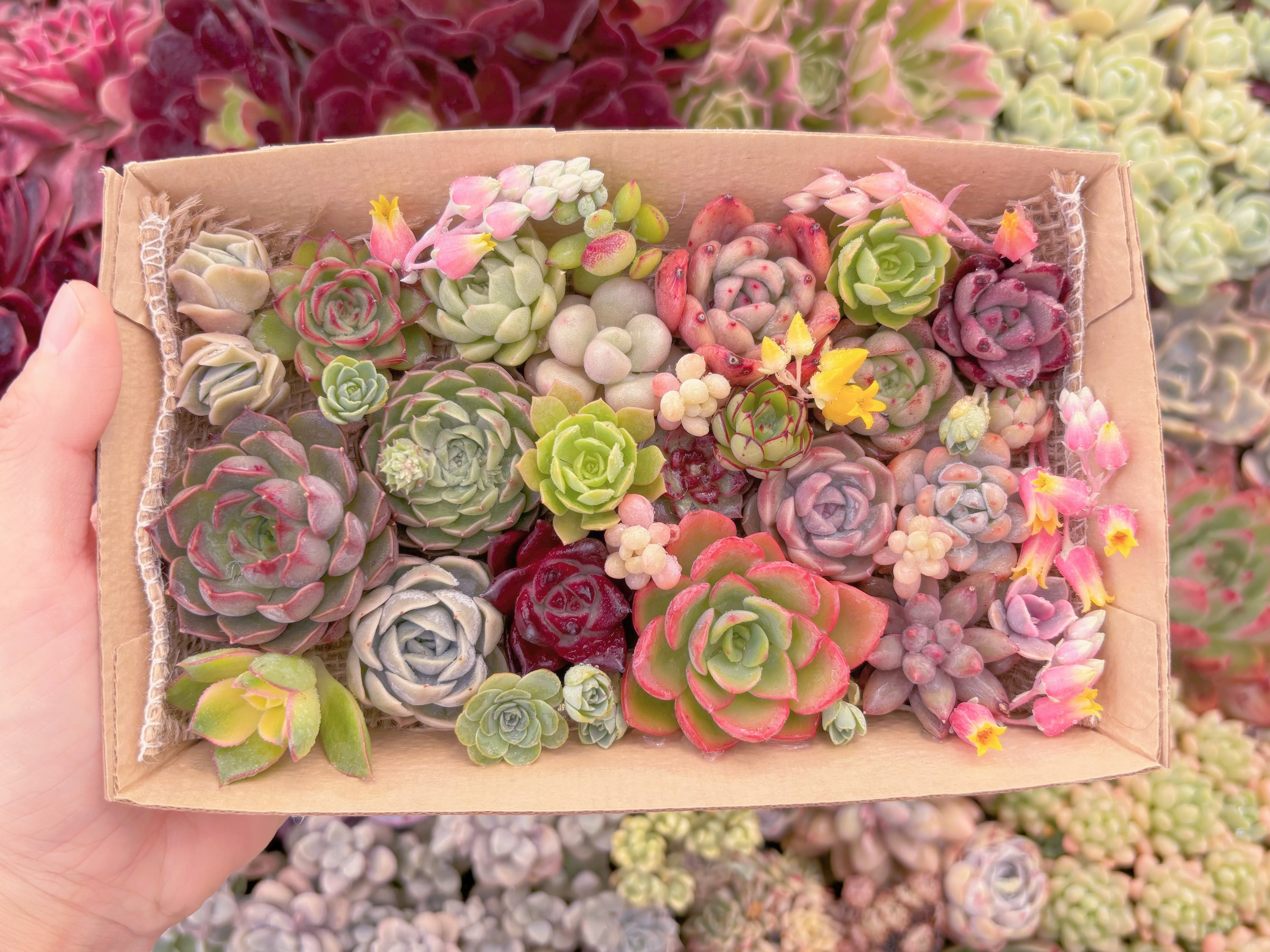 現品　寄せ植えセット#B74　12cmx20cm　るる農園