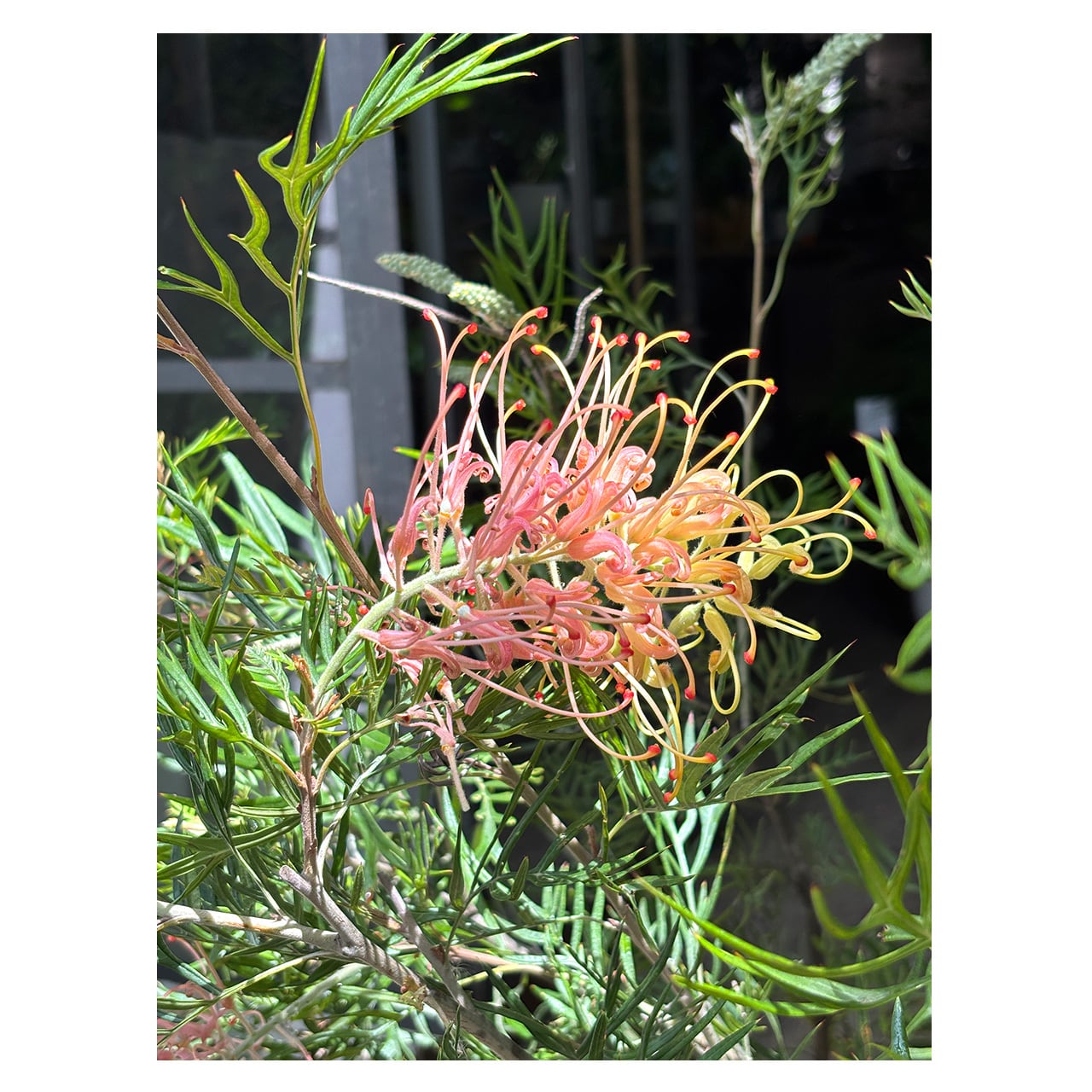 Grevillea 'Peaches and Cream' | Seeding