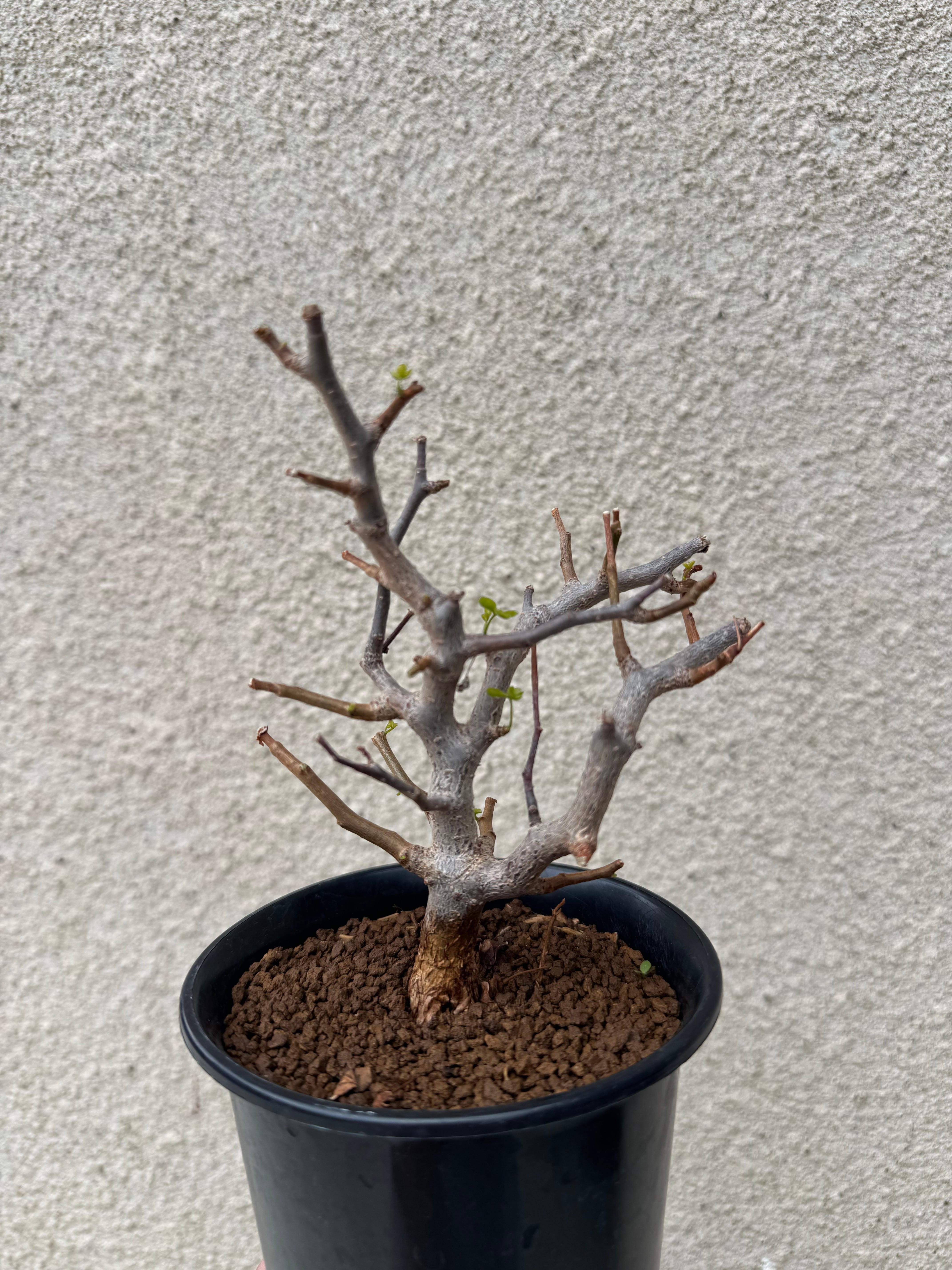 新着】Commiphora sinuata【実生苗の小さい時から作り込める盆栽塊根