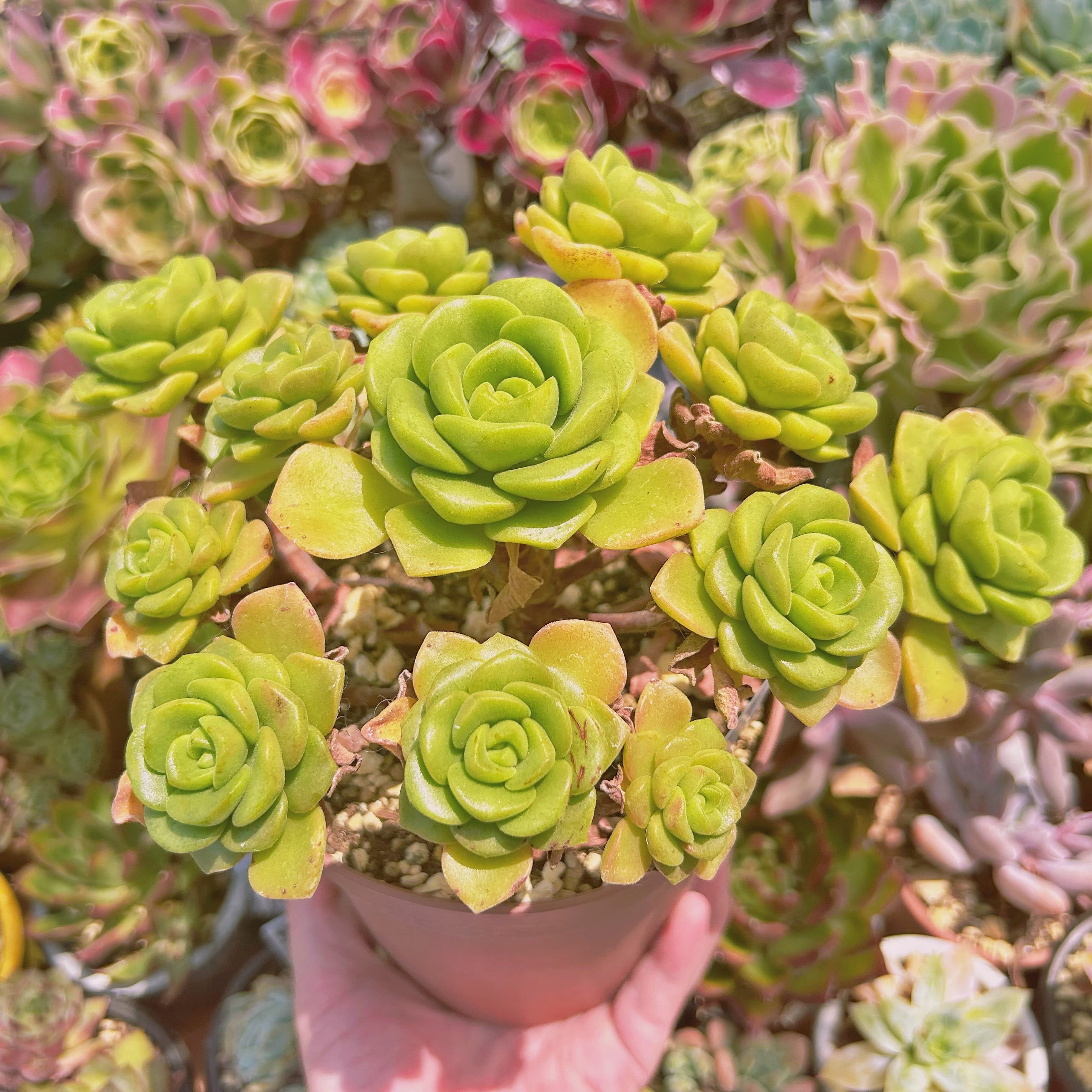 現物 多肉植物 リリーパット 特特大 抜き苗 | るる農園~多肉植物専門