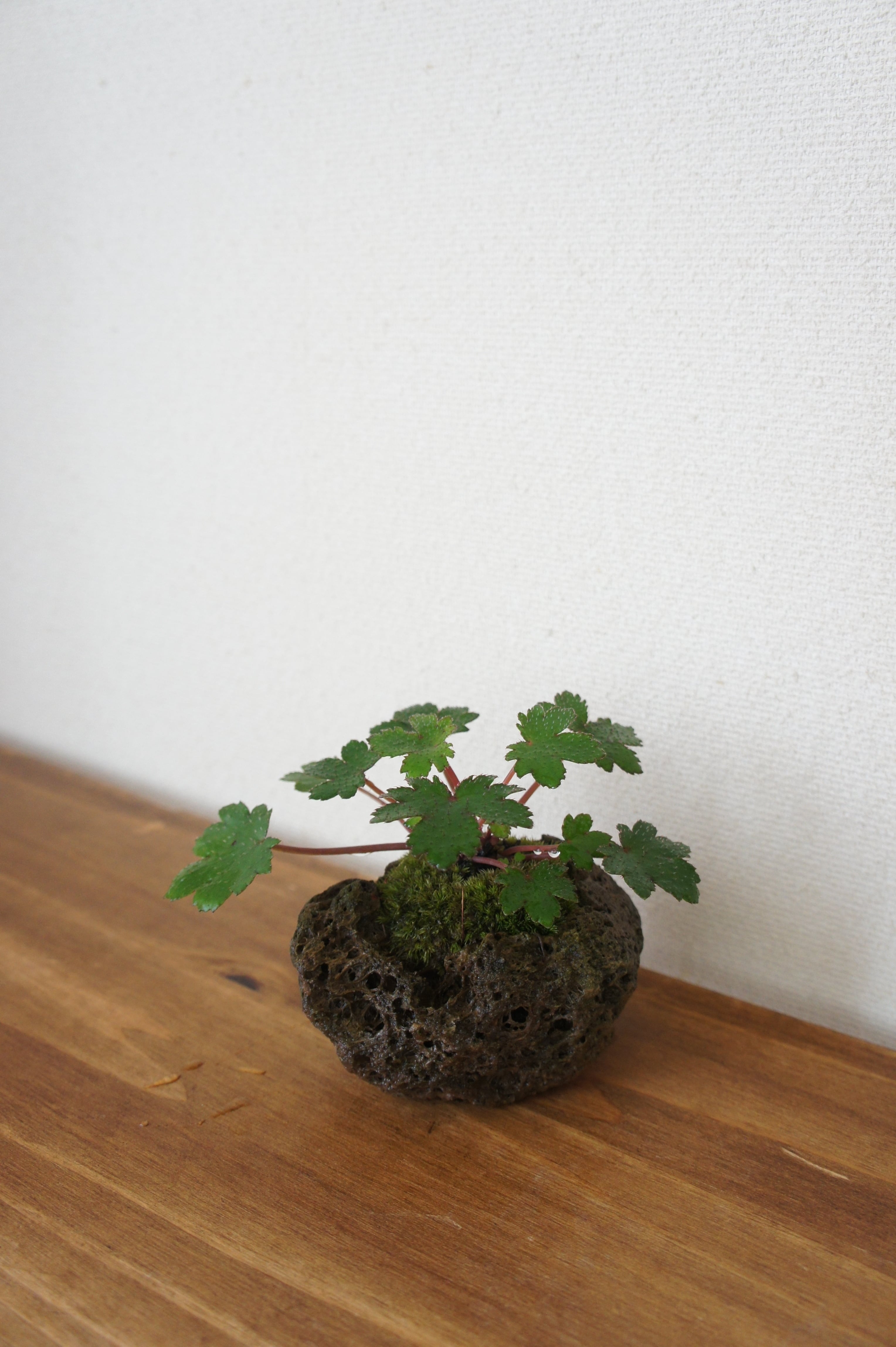 大文字草　山採り直送　5株 大文字草 山採り直送 5株 大文字草 山採り直送 5株