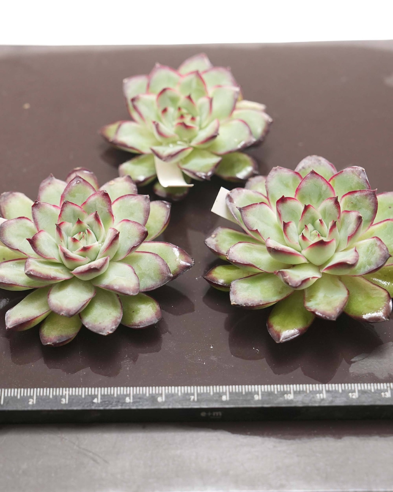 カット苗 リンジュ Echeveria 'LinJie'