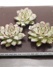 カット苗 リンジュ Echeveria 'LinJie'