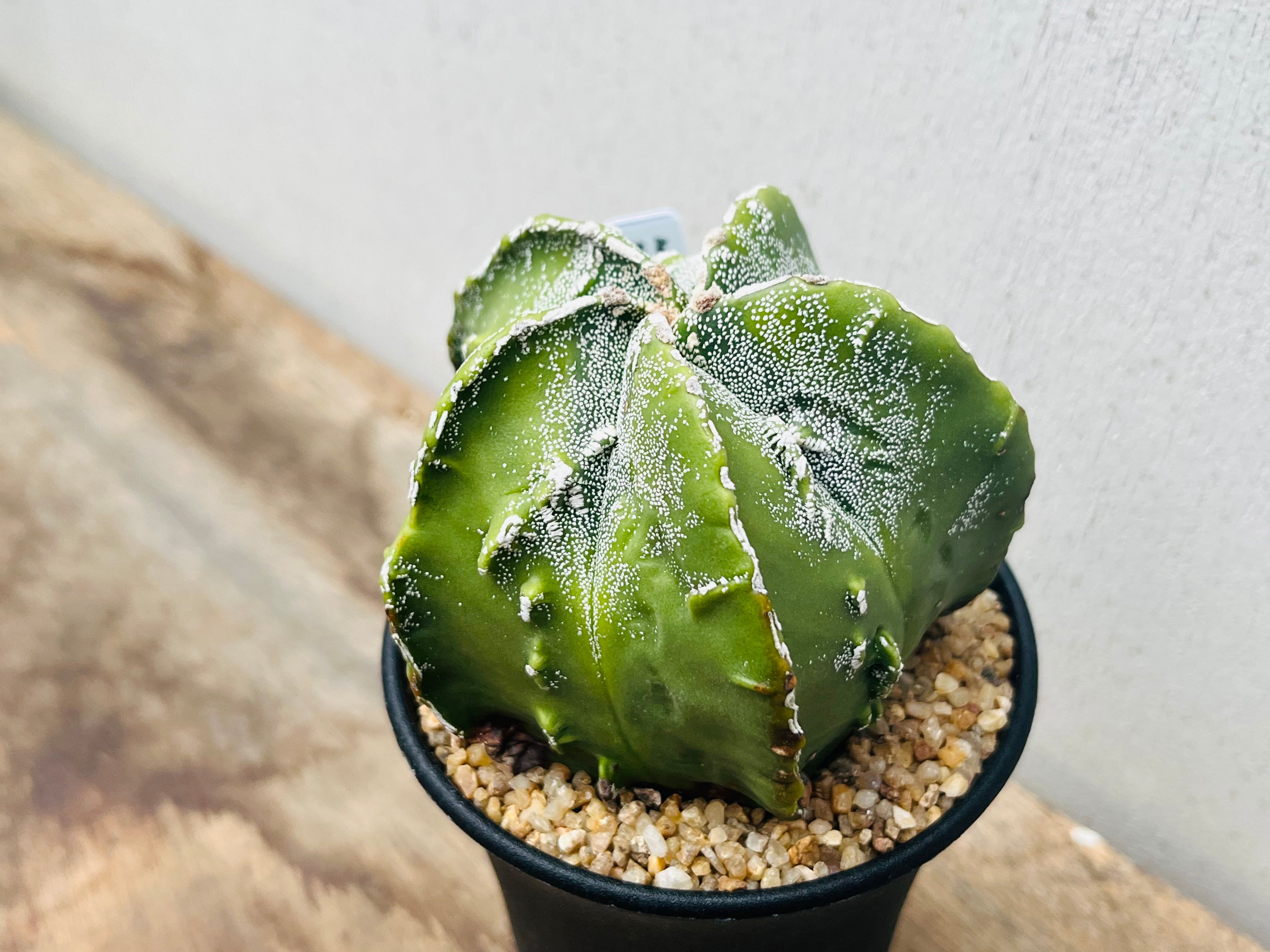 Astrophytum myriostigma アストロフィツム 複隆ランポー 複隆鸞鳳玉