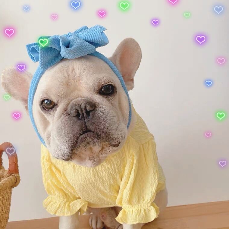 ワンピース❤️小型犬 中型犬 イエロー リボンセット | hogan shop