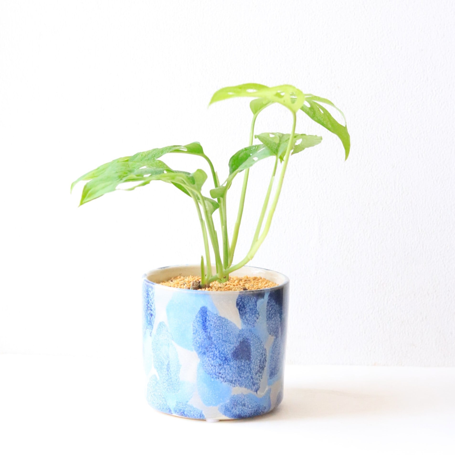 グリーン】モンステラ ラニアータ | ジーフラットインテリアショップ