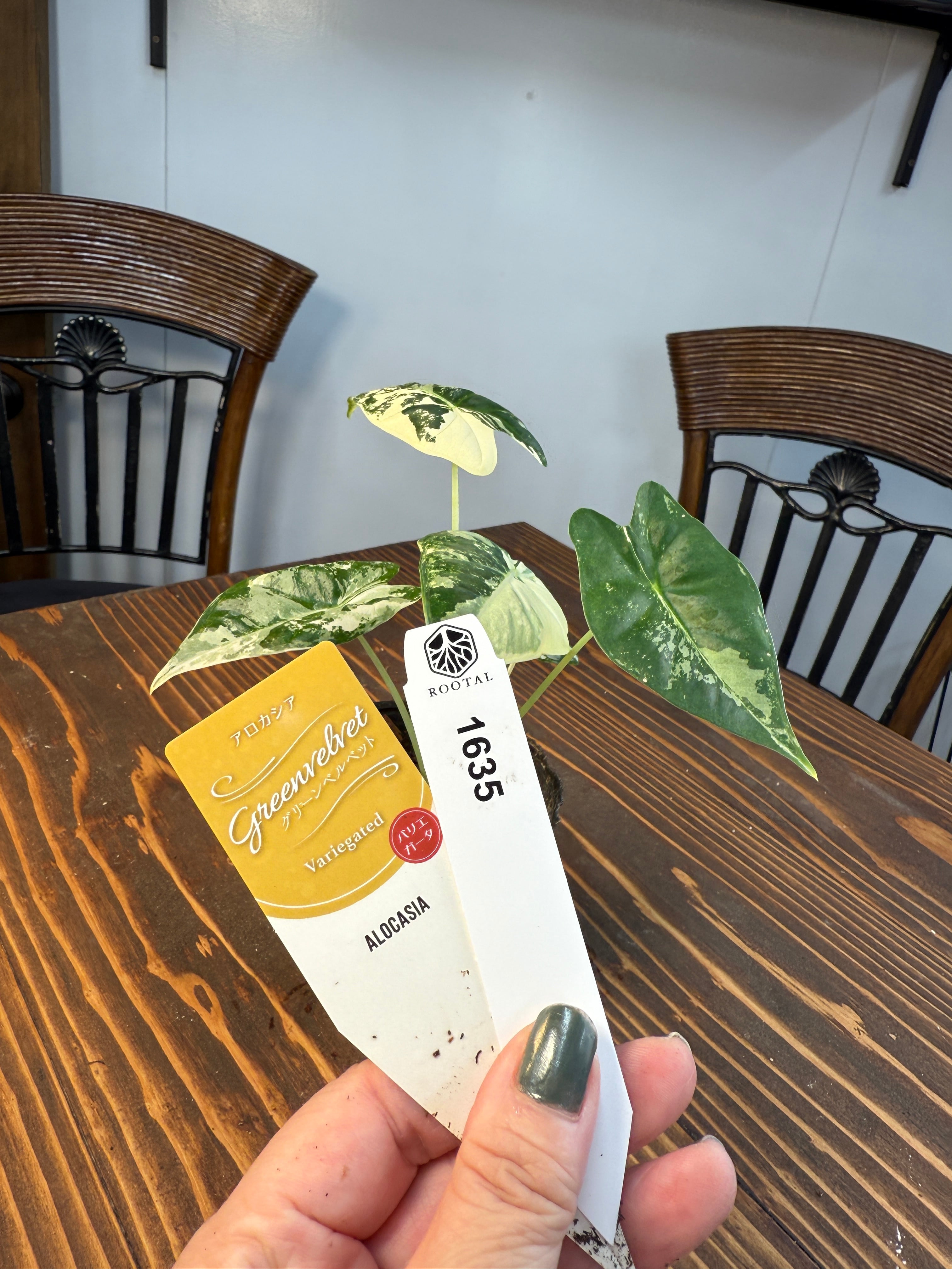 ★1635【超レア 極み】アロカシア グリーンベルベット バリエガータ(3.5号ポット)