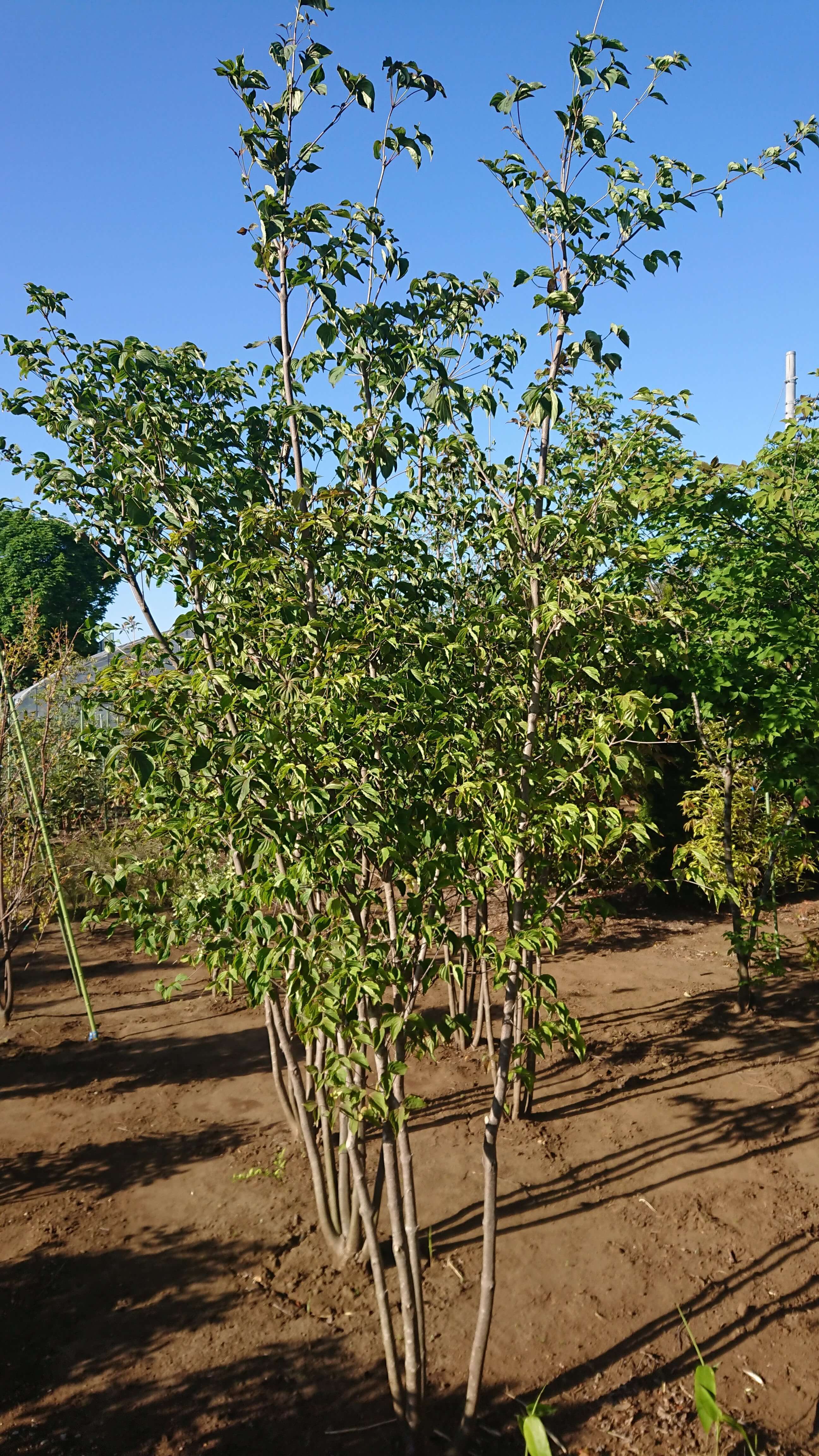 ヤマボウシ 株立ち（45㎝ポット / 地植え）