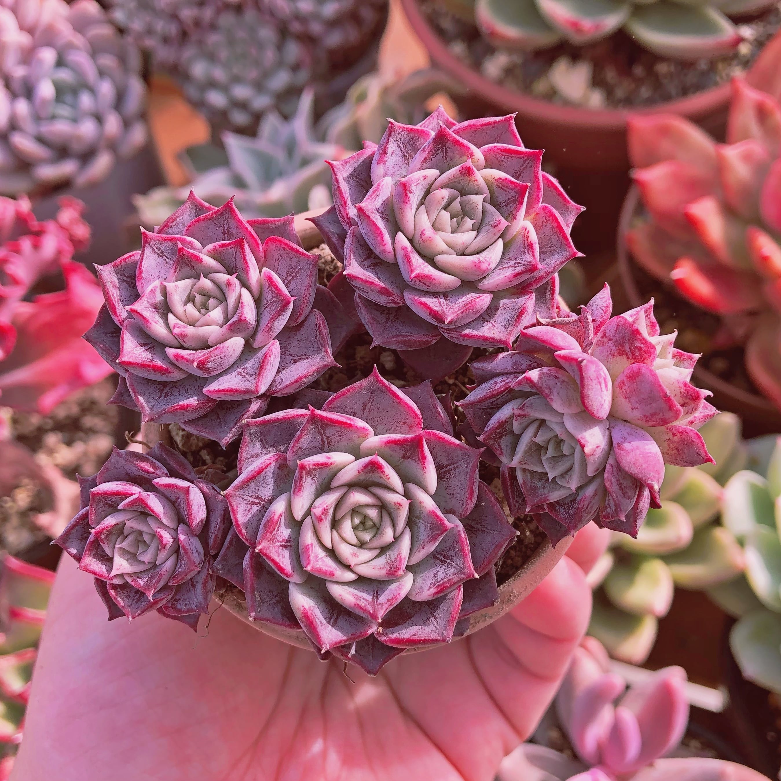 多肉植物　ルジューブラッシュ　4~6頭　群生