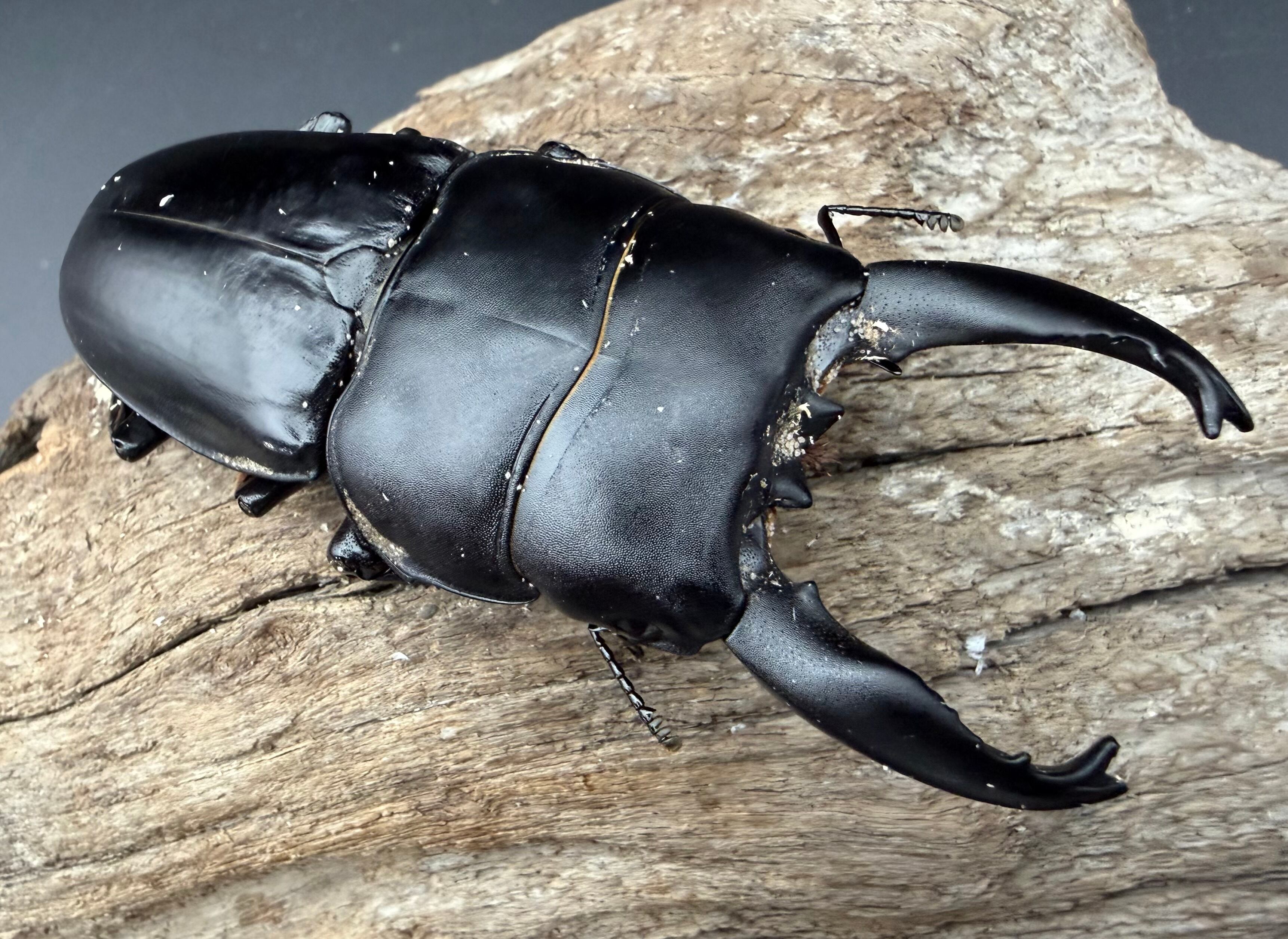 ヒラタクワガタの仲間 | KPW公式オンラインショップ