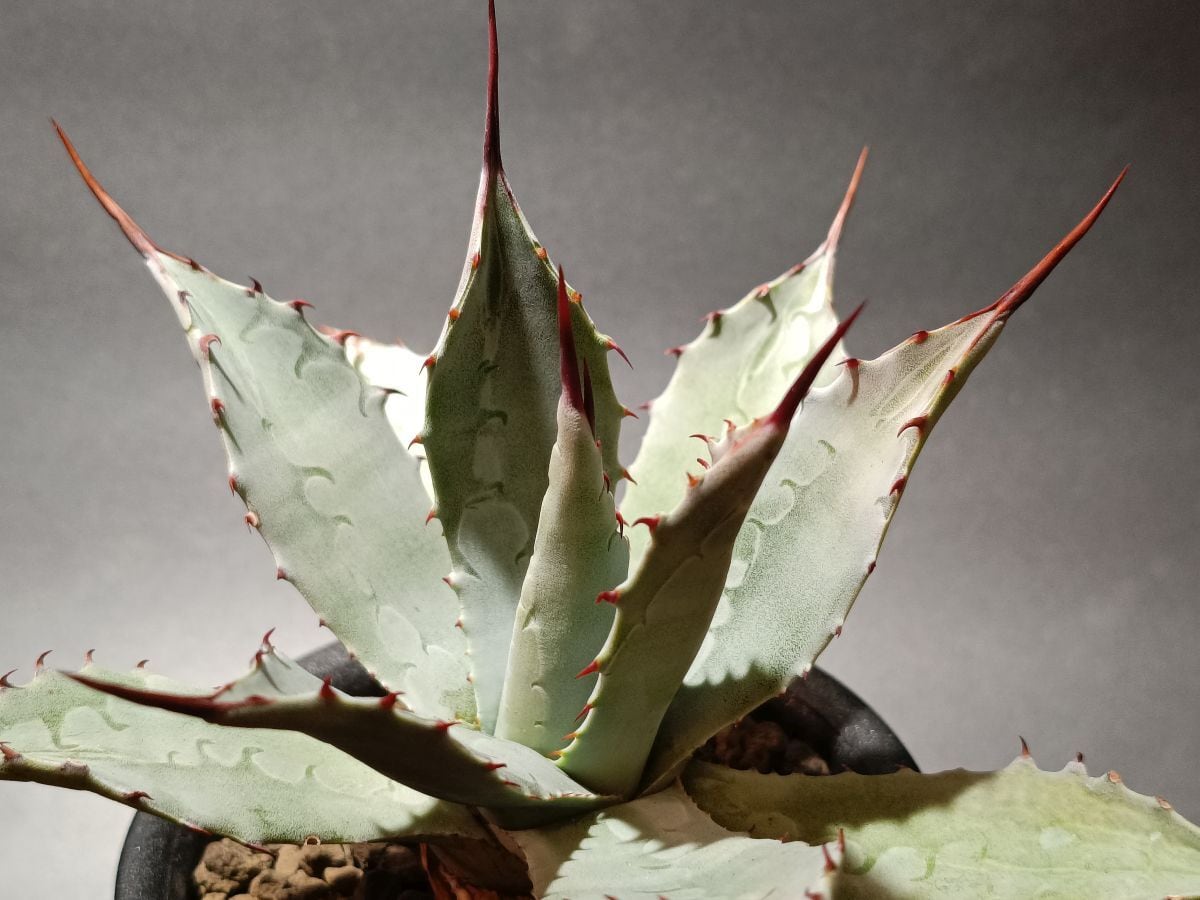 Agave hyb. アガベ 屈原の舞扇×パラサナ [A] | サボテンと多肉植物の店