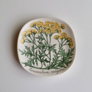 Arabia アラビア / Botanica ボタニカ ウォールプレート タンジー