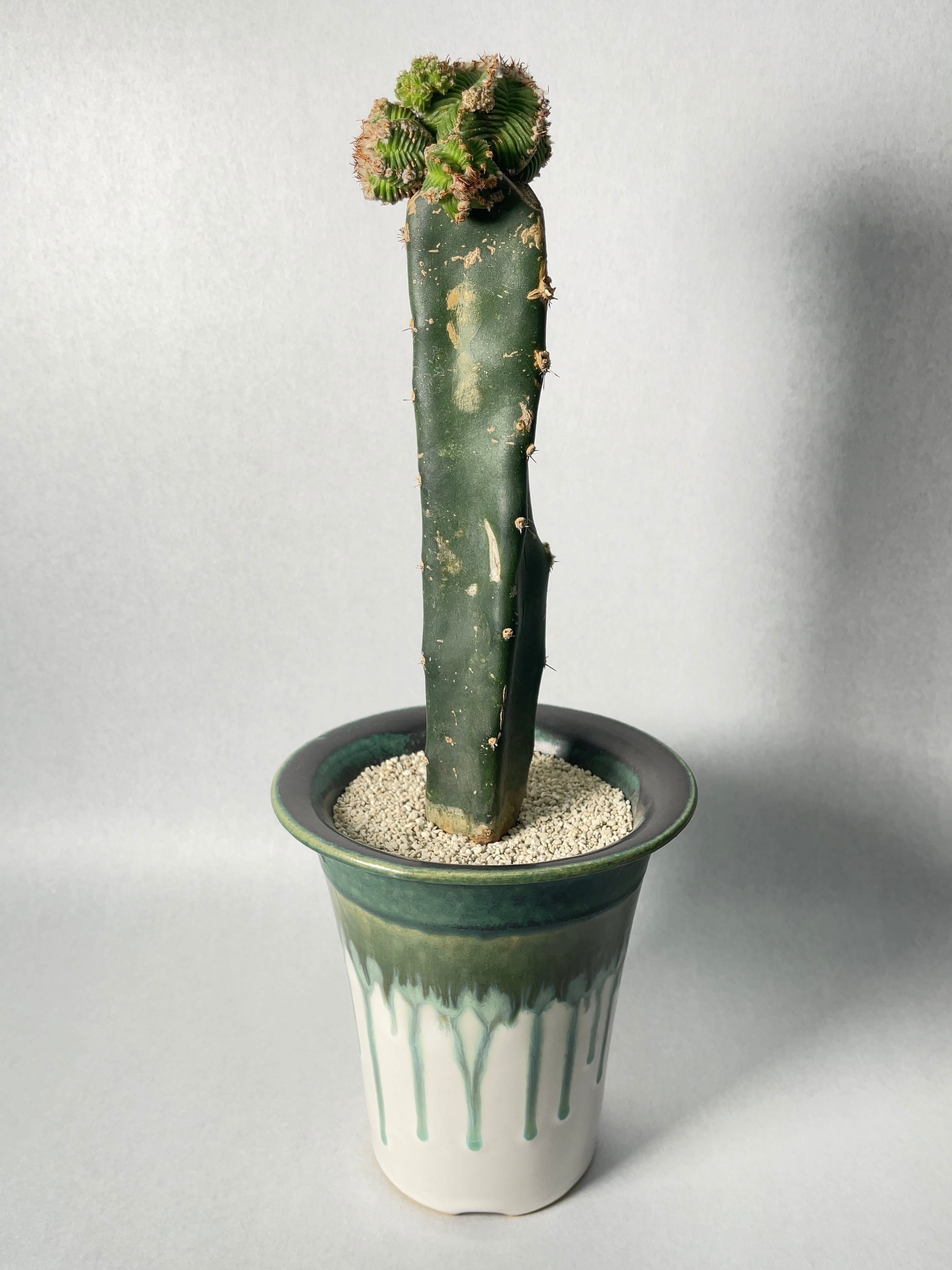 アズテキウム 紅籠 自根 陶器鉢 アズテキウム 紅籠 自根 陶器鉢