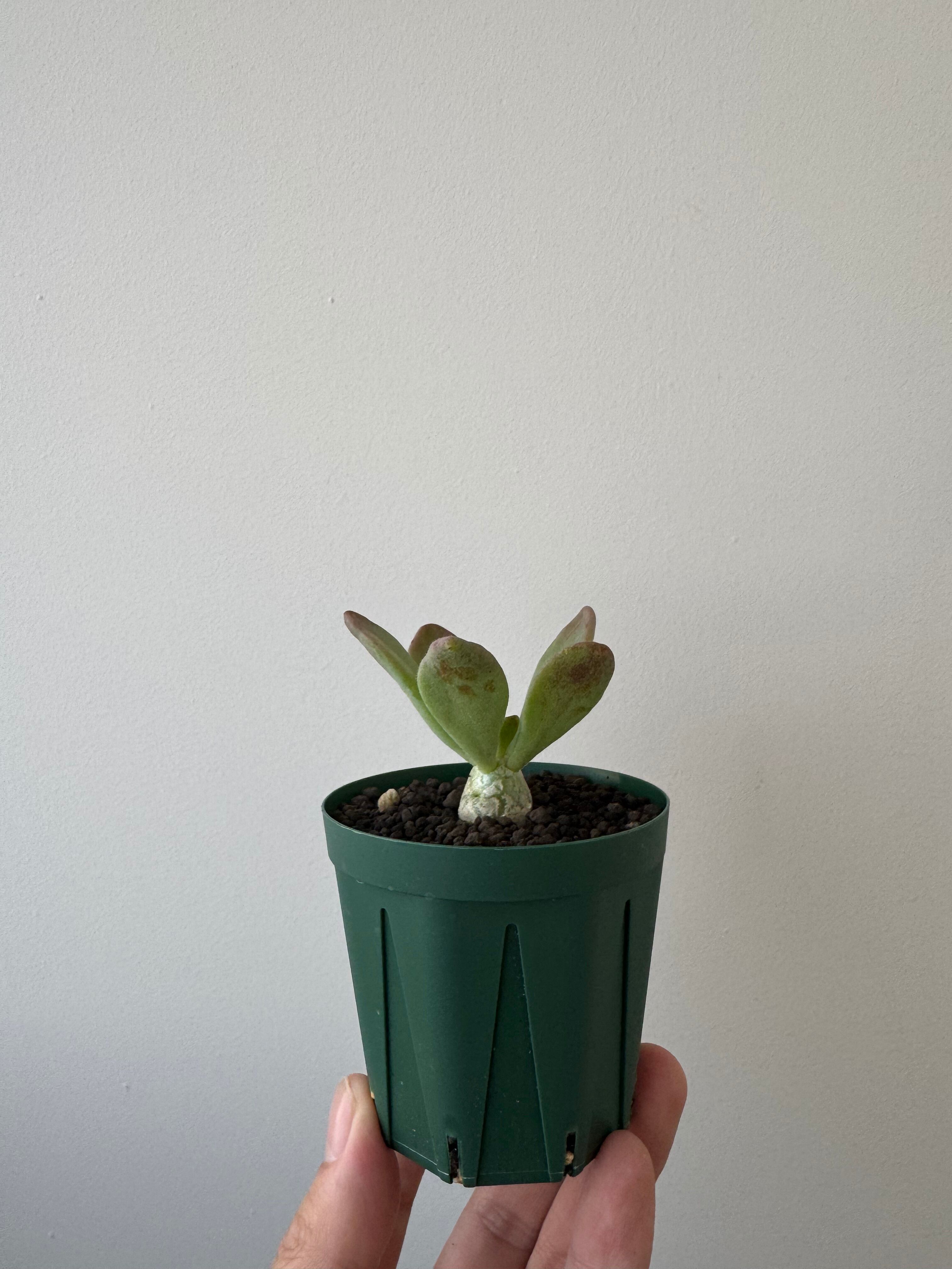 チレコドン | 青坊主-aobouzu-