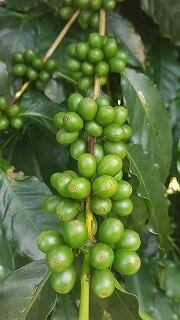 【ブラジル】プレミアムショコラ ［200g］中深煎り 自家焙煎珈琲