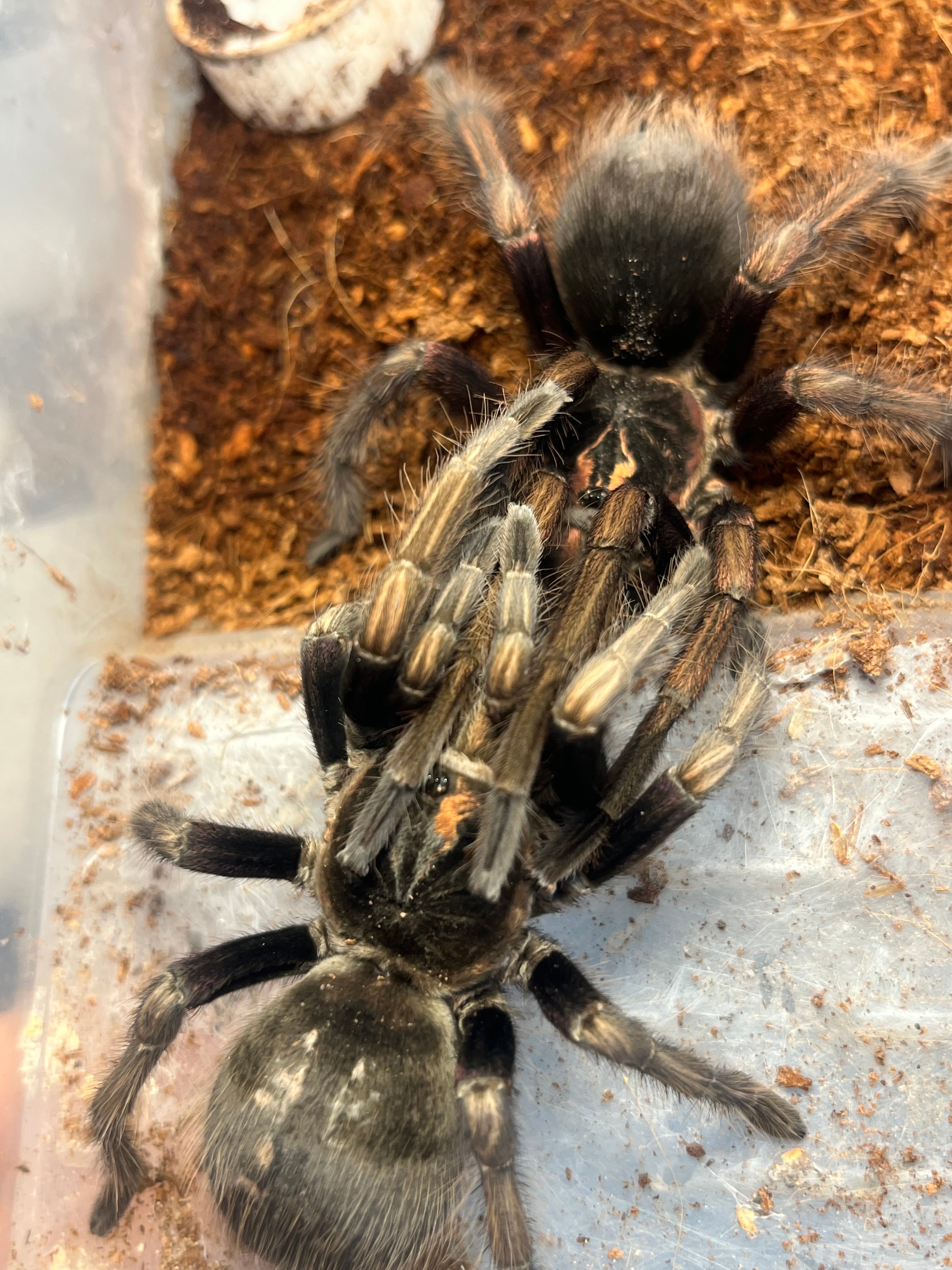 Pamphobeteus | オモニキチュウ