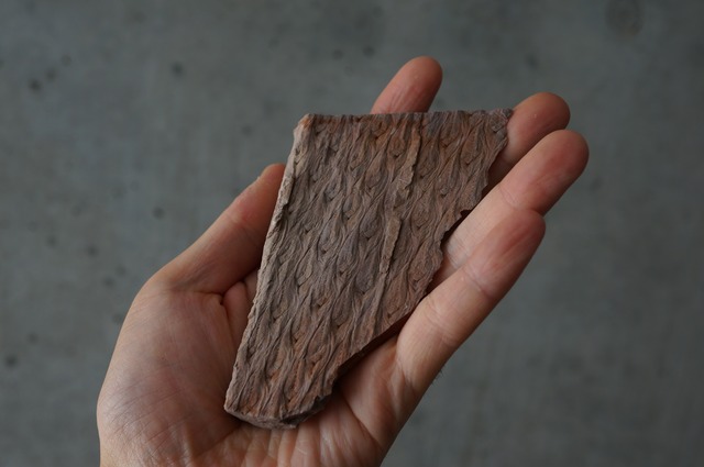 ポーランド産鱗木(ヒカゲノカズラ類)化石  Lepidodendron aculeatum 2433