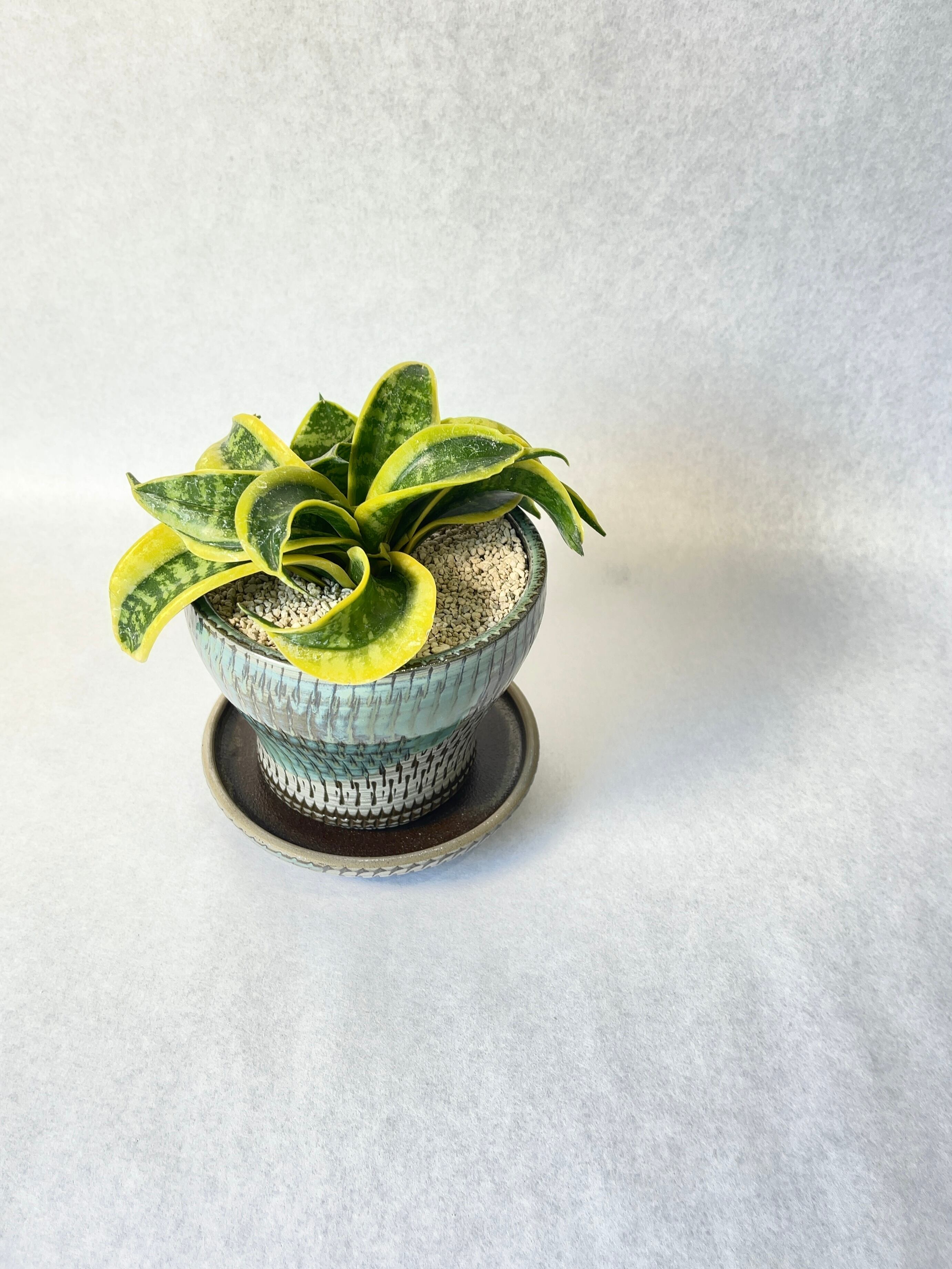 サンセベリア　ツイステッドシスター　レア サンセベリア・ツイステッドリトルシスター | trigger