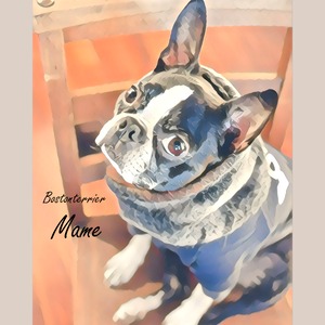 【イラスト風⑤】　うちの子画像作成　写真加工