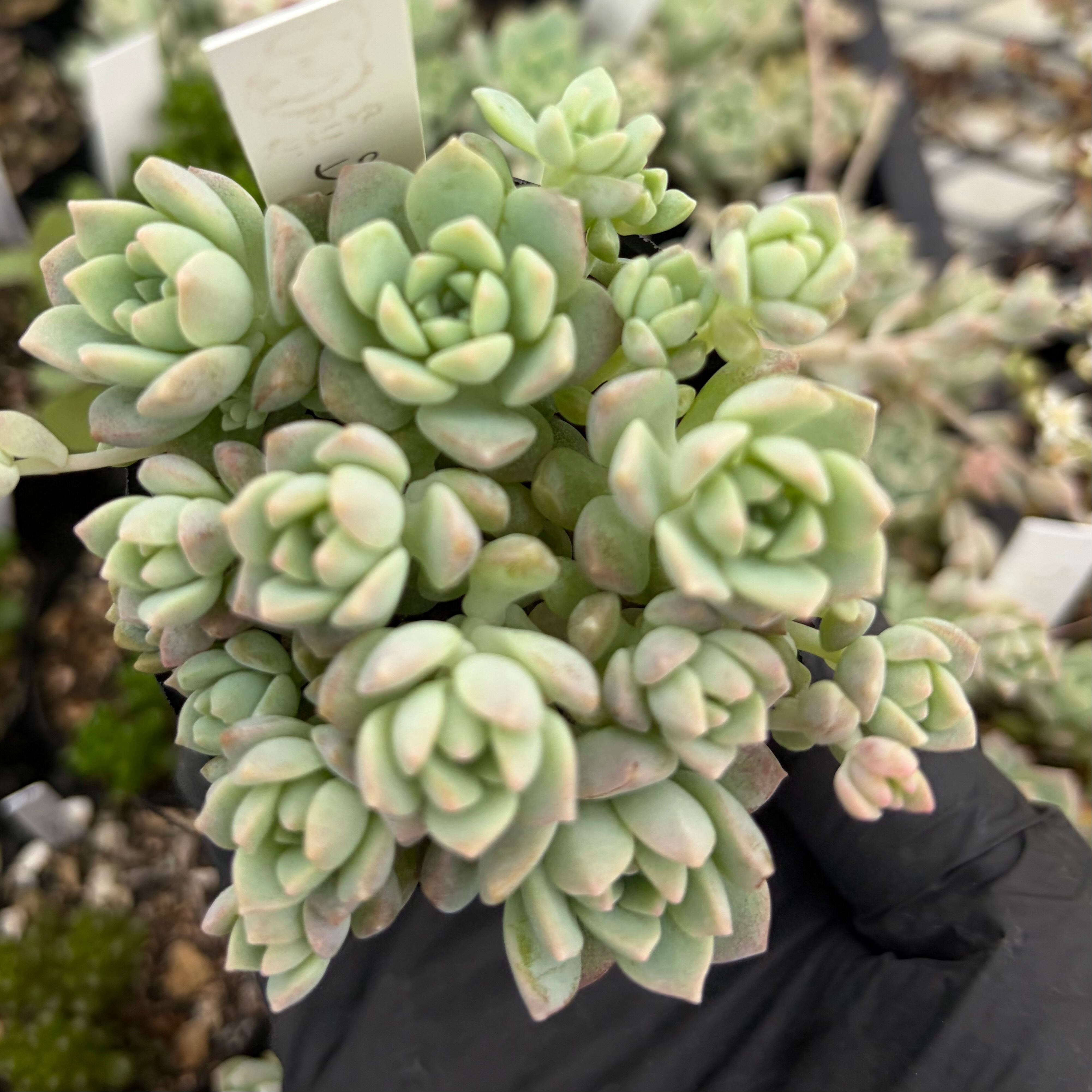 現物 多肉植物 ロンリースター 特大 抜き苗 | PAY ID